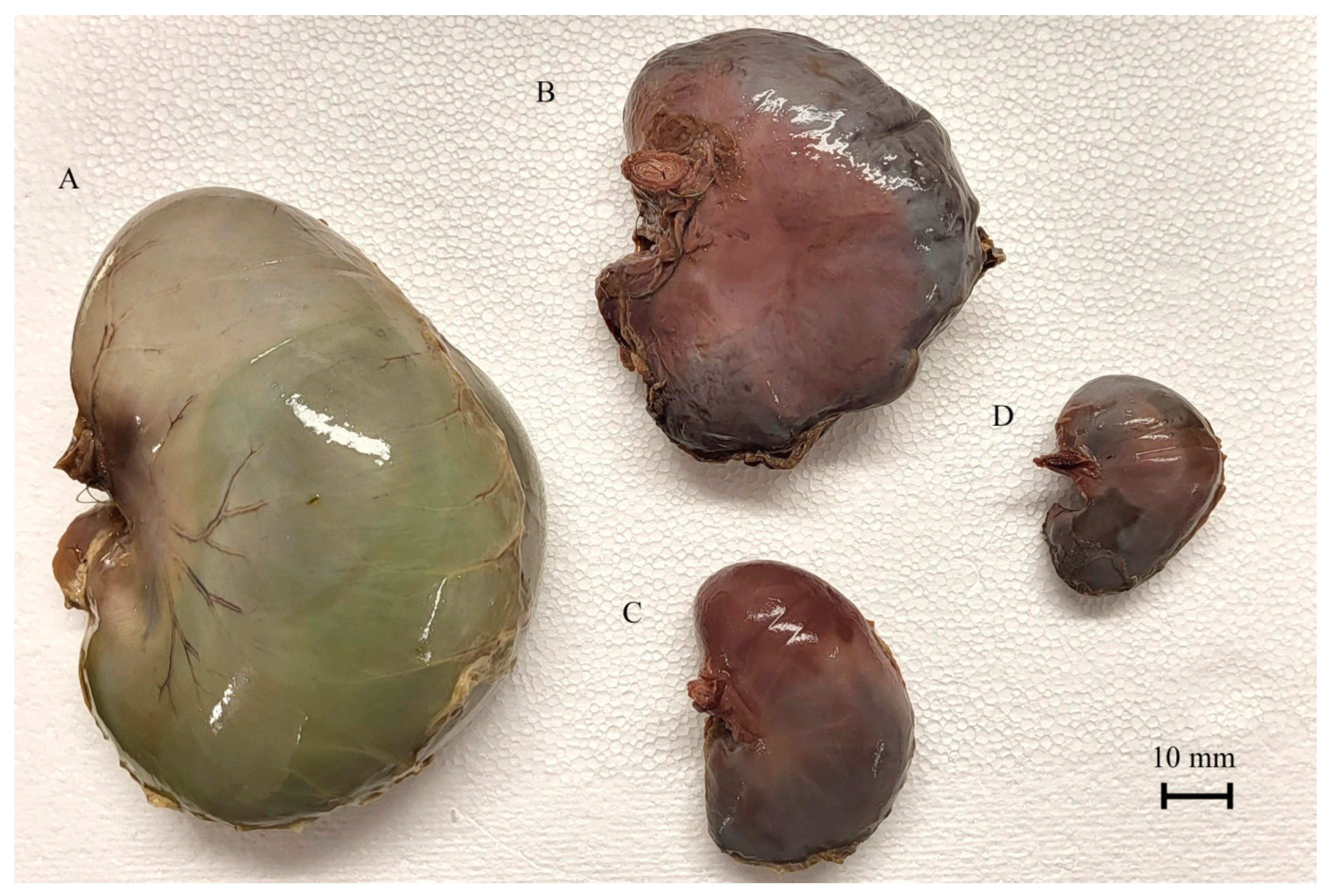 Animals 12 02966 g006 Animals 12 02966 g006