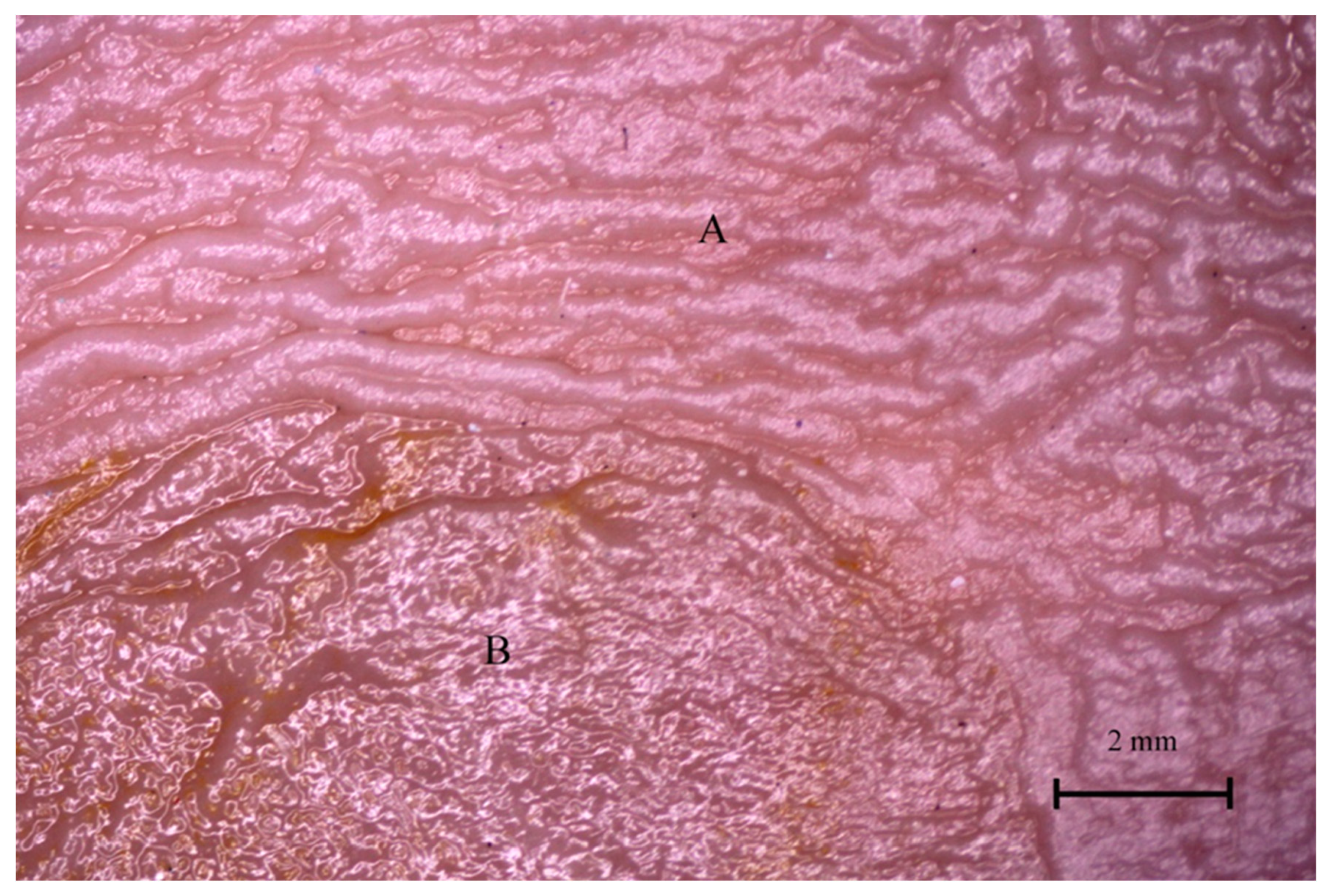 Animals 12 02966 g013 Animals 12 02966 g013