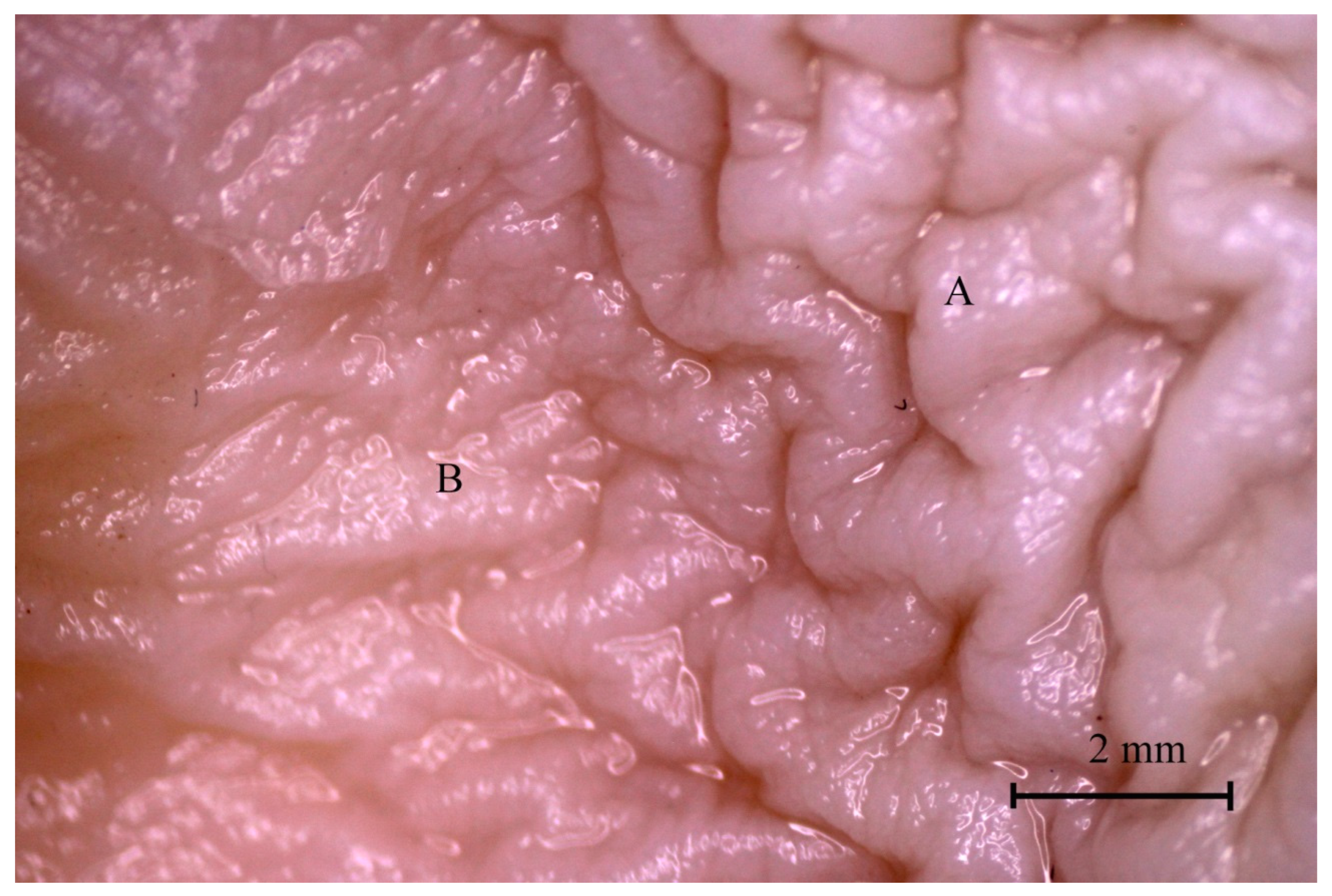 Animals 12 02966 g014 Animals 12 02966 g014