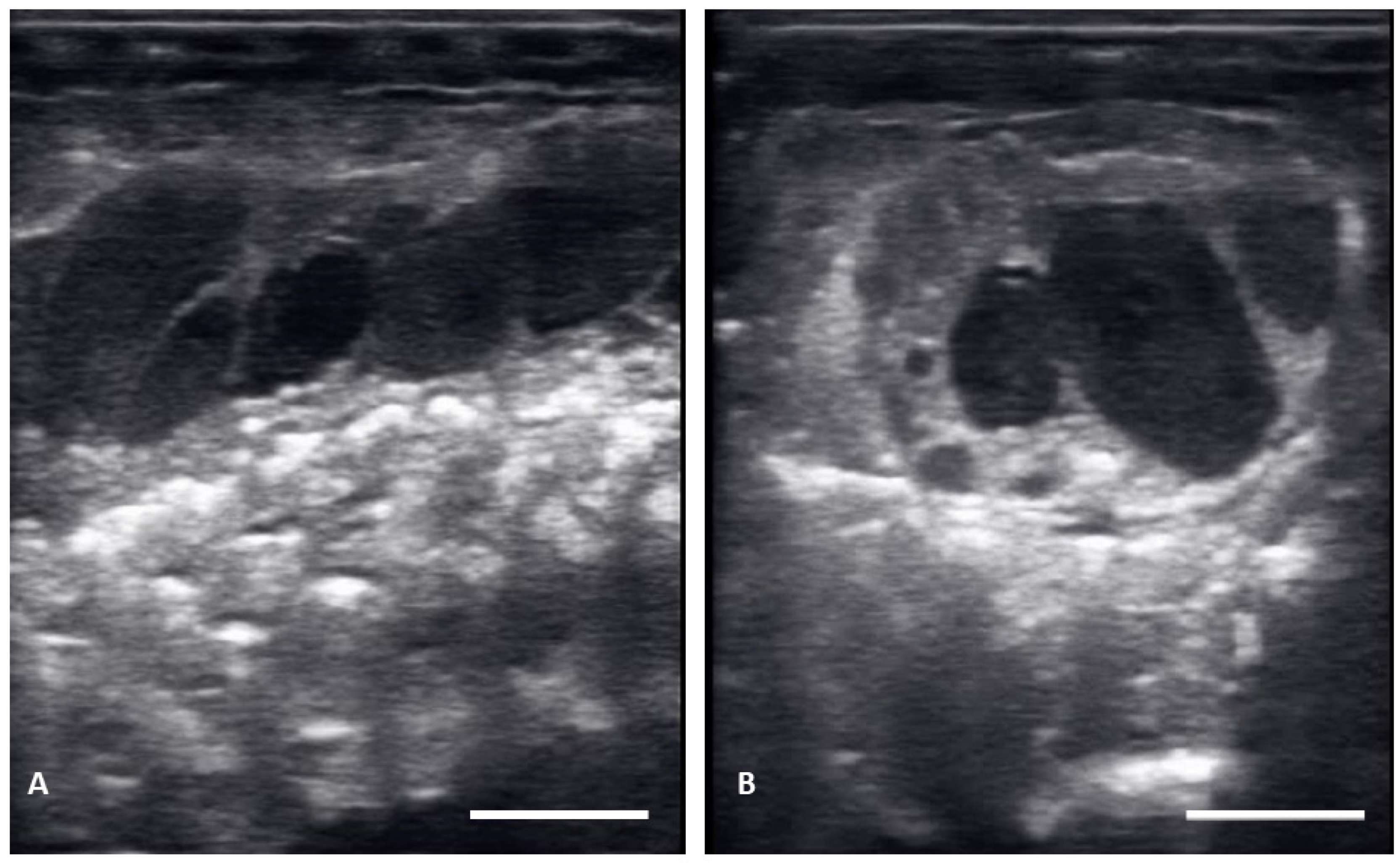 Animals 12 02983 g004