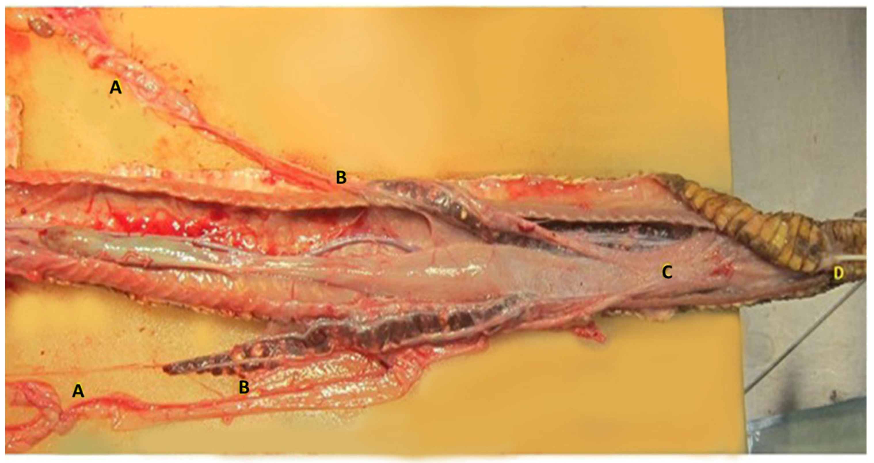 Animals 12 02983 g007