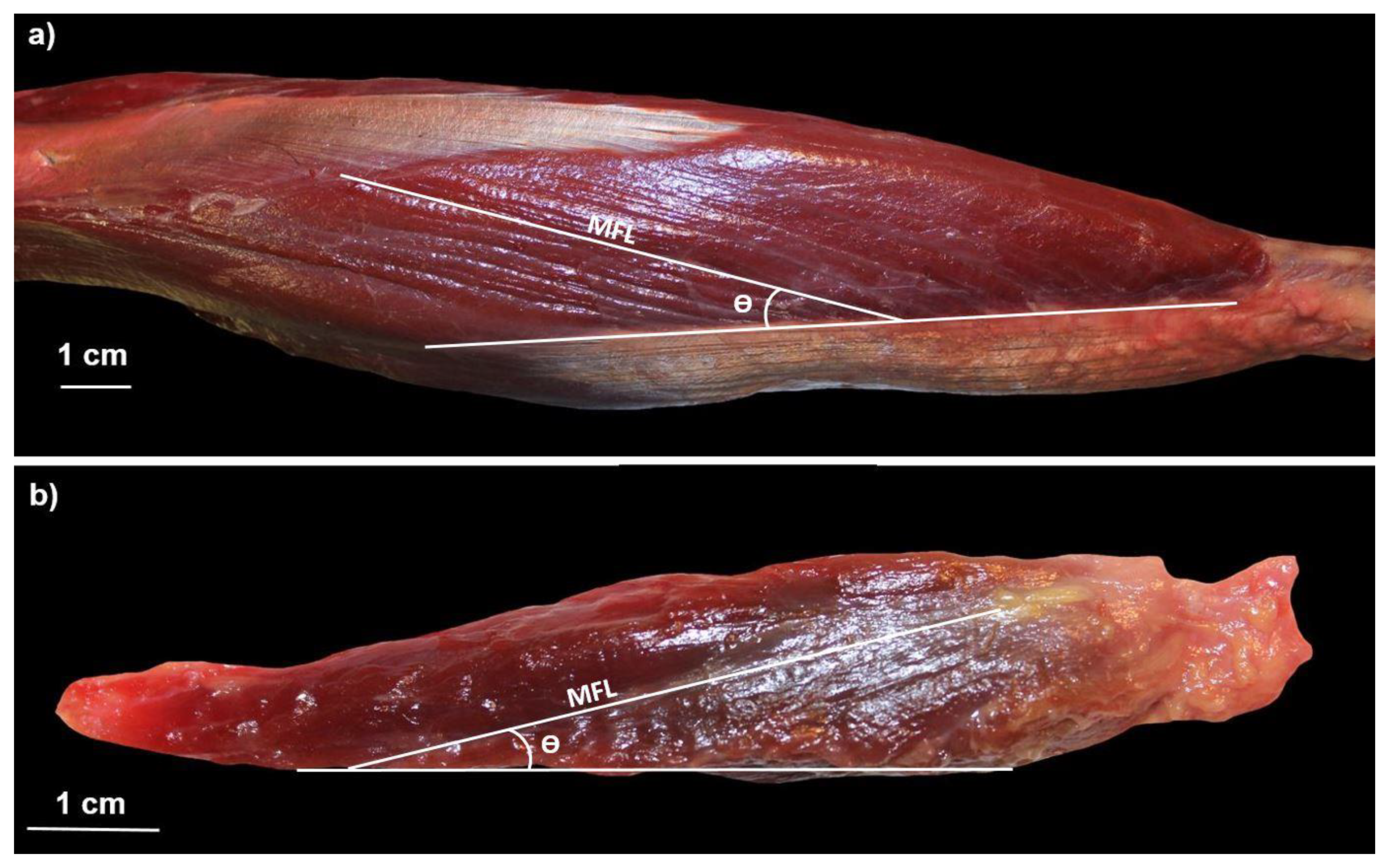 Animals 12 02987 g002