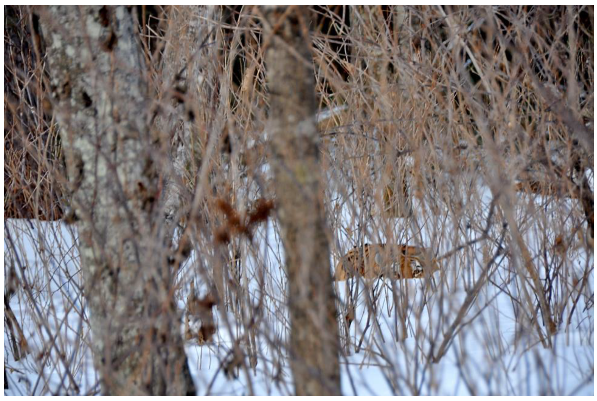 Animals 12 02996 g003