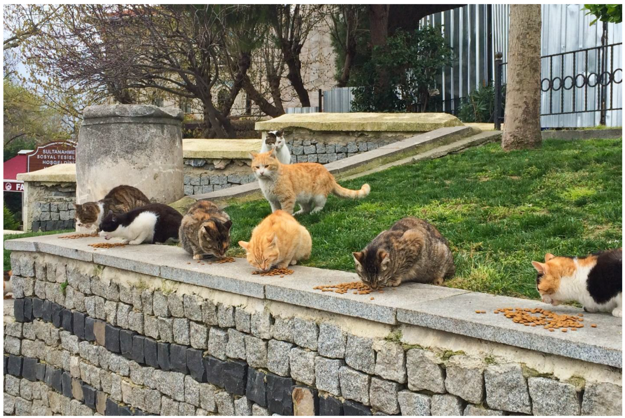 Animals 12 02996 g004