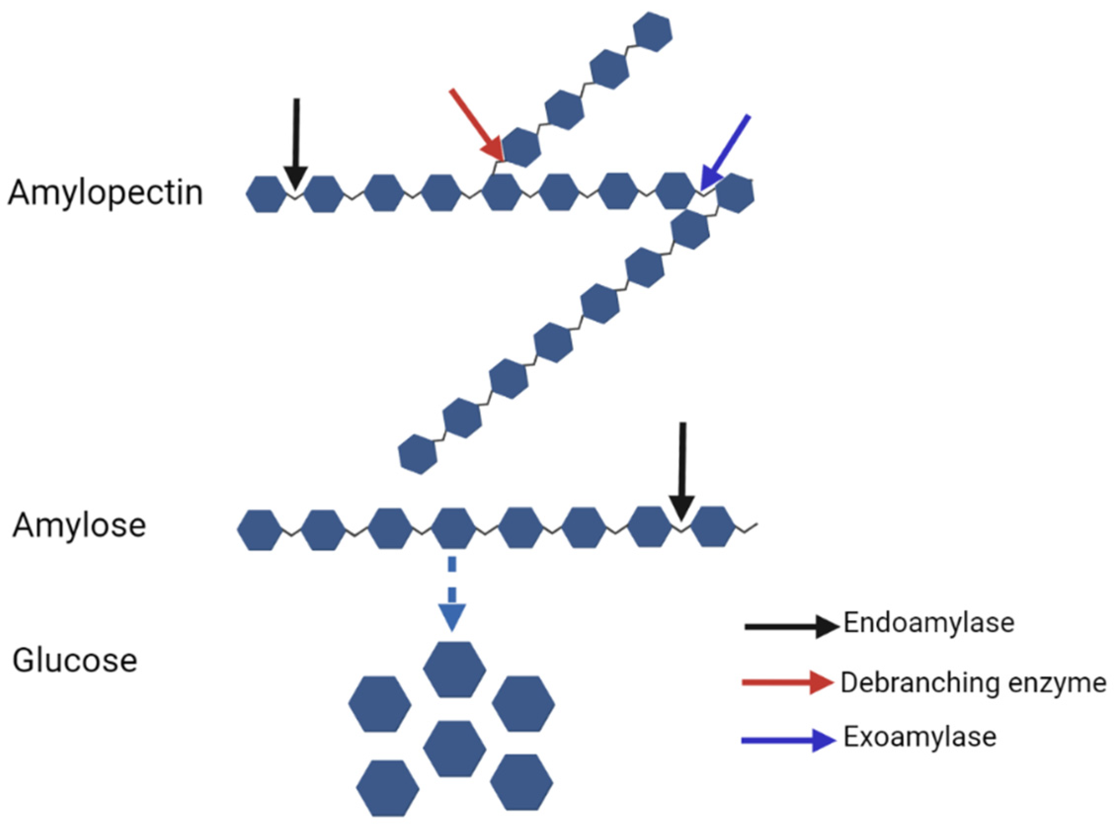 Animals | Free Full-Text | Starch and Cellulose Degradation in the Rumen and Applications of Metagenomics on Ruminal Microorganisms Animals | Free Full-Text | Starch and Cellulose Degradation in the Rumen and Applications of Metagenomics on Ruminal Microorganisms