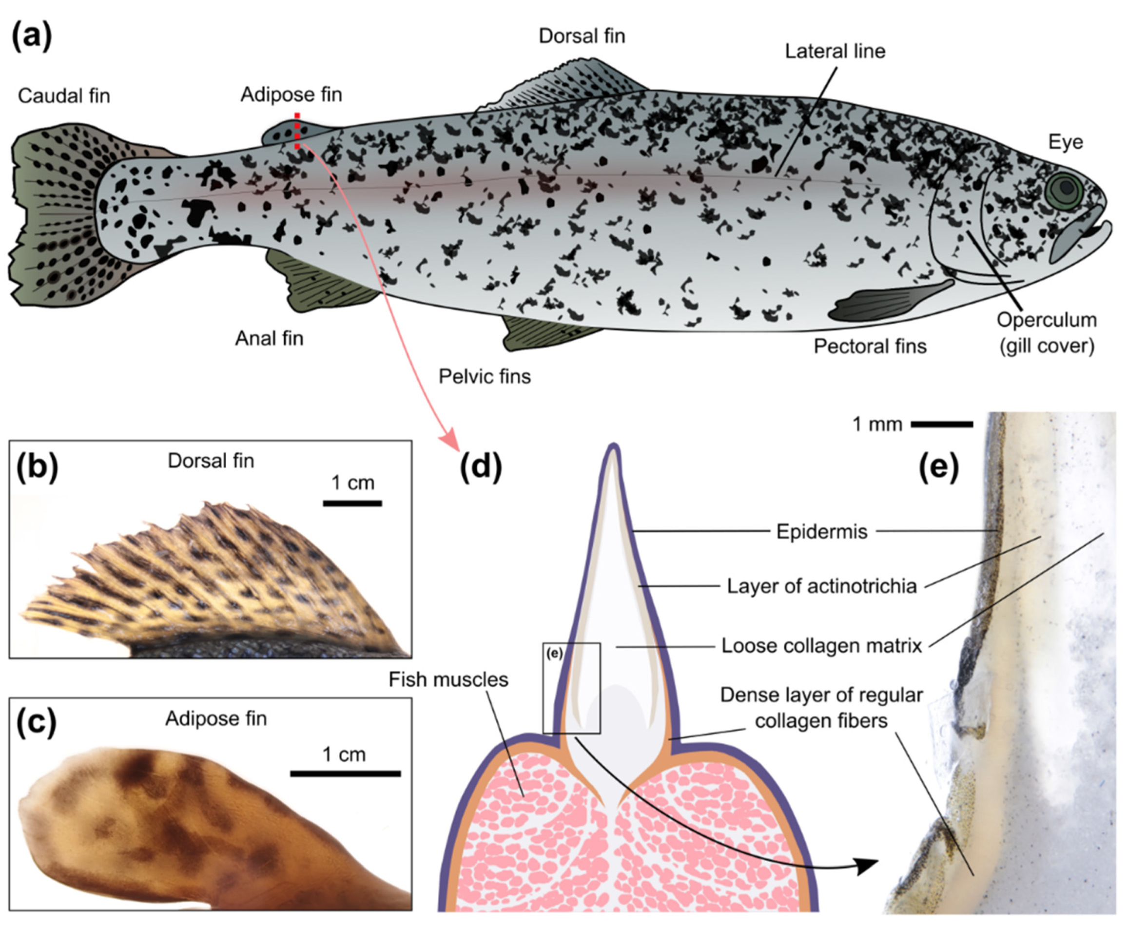 Animals 12 03042 g002