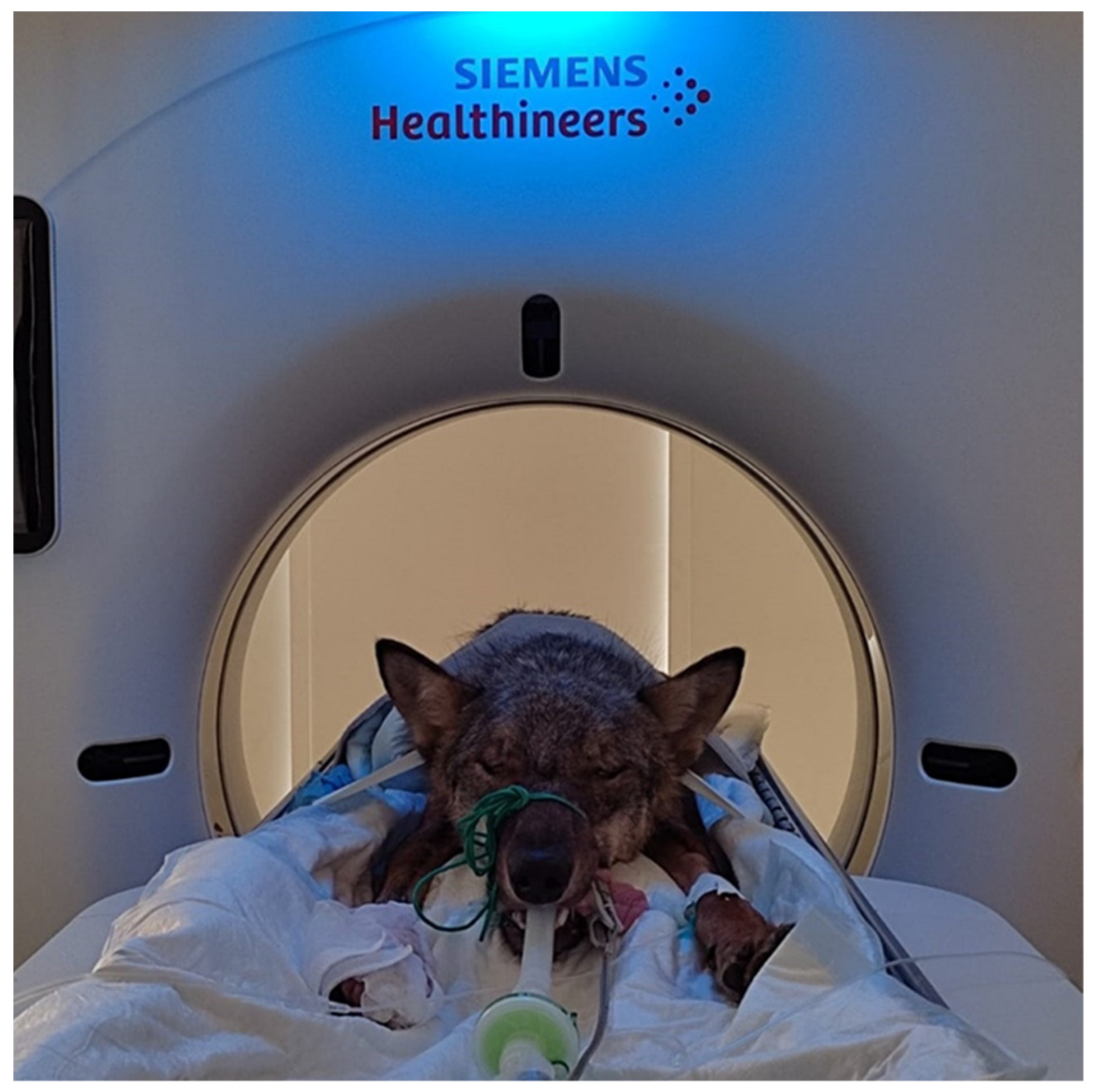 Animals | Free Full-Text | Diagnostic and Treatment of Spinal Fracture and Luxation in Italian Wolves (Canis lupus italicus) Animals | Free Full-Text | Diagnostic and Treatment of Spinal Fracture and Luxation in Italian Wolves (Canis lupus italicus)