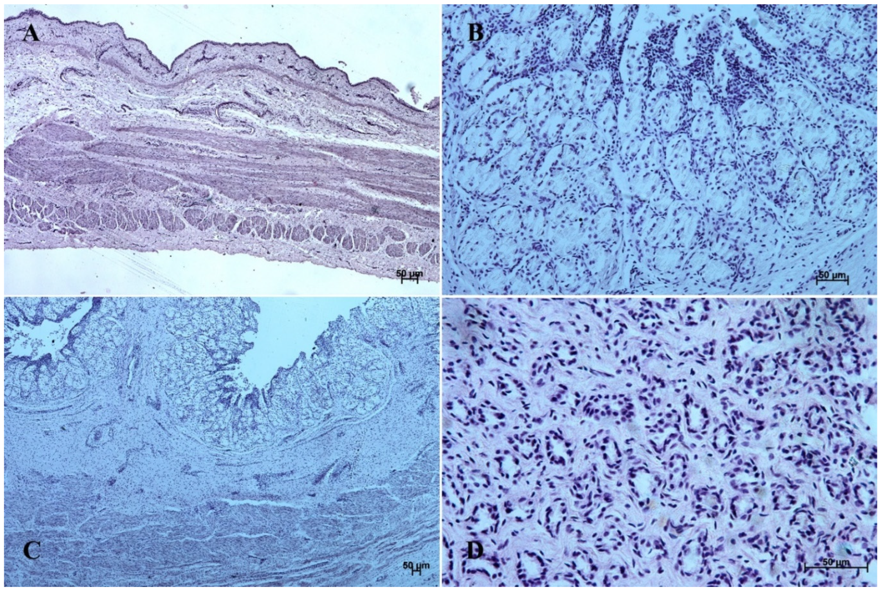 Animals 12 03047 g004 Animals 12 03047 g004