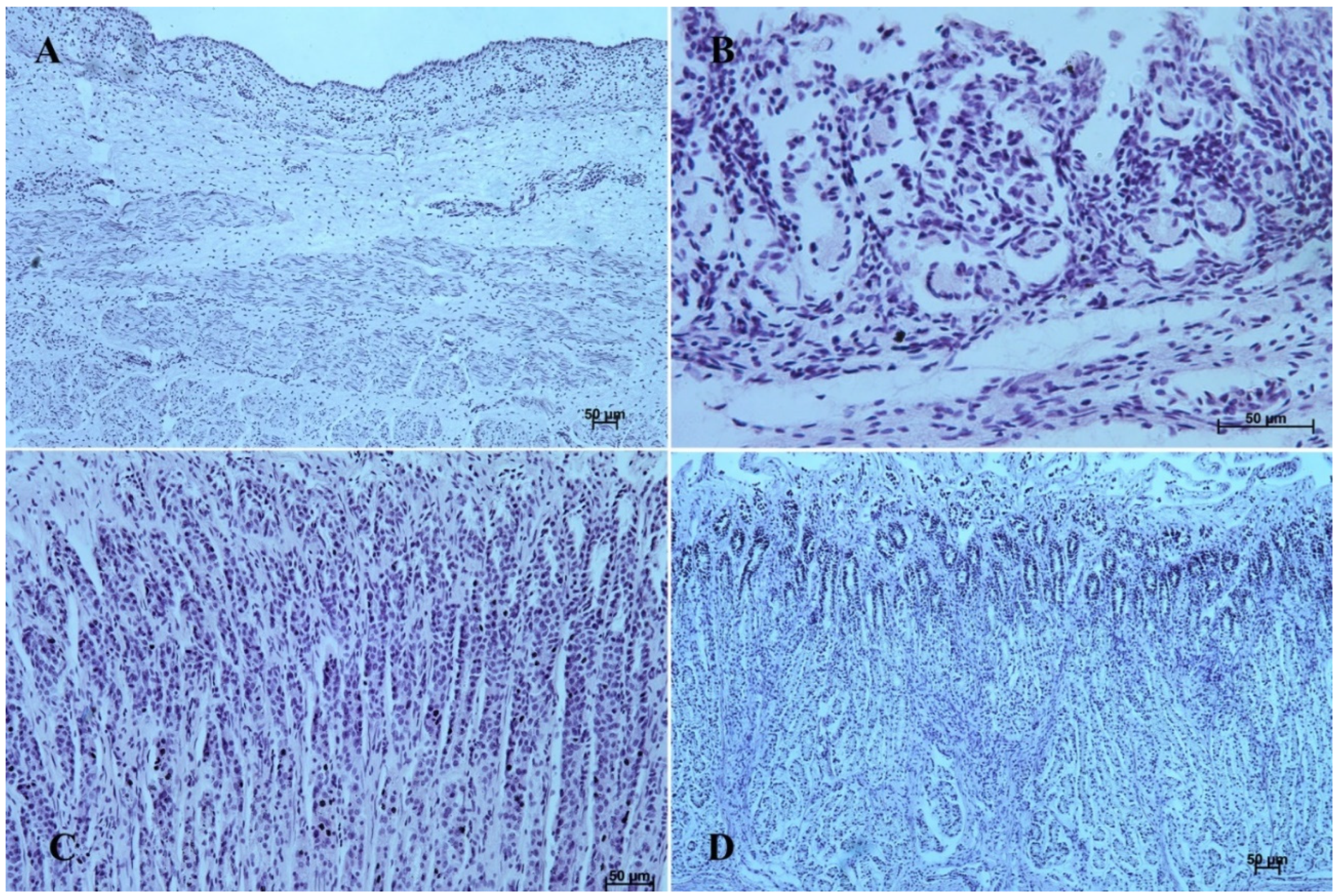 Animals 12 03047 g006 Animals 12 03047 g006