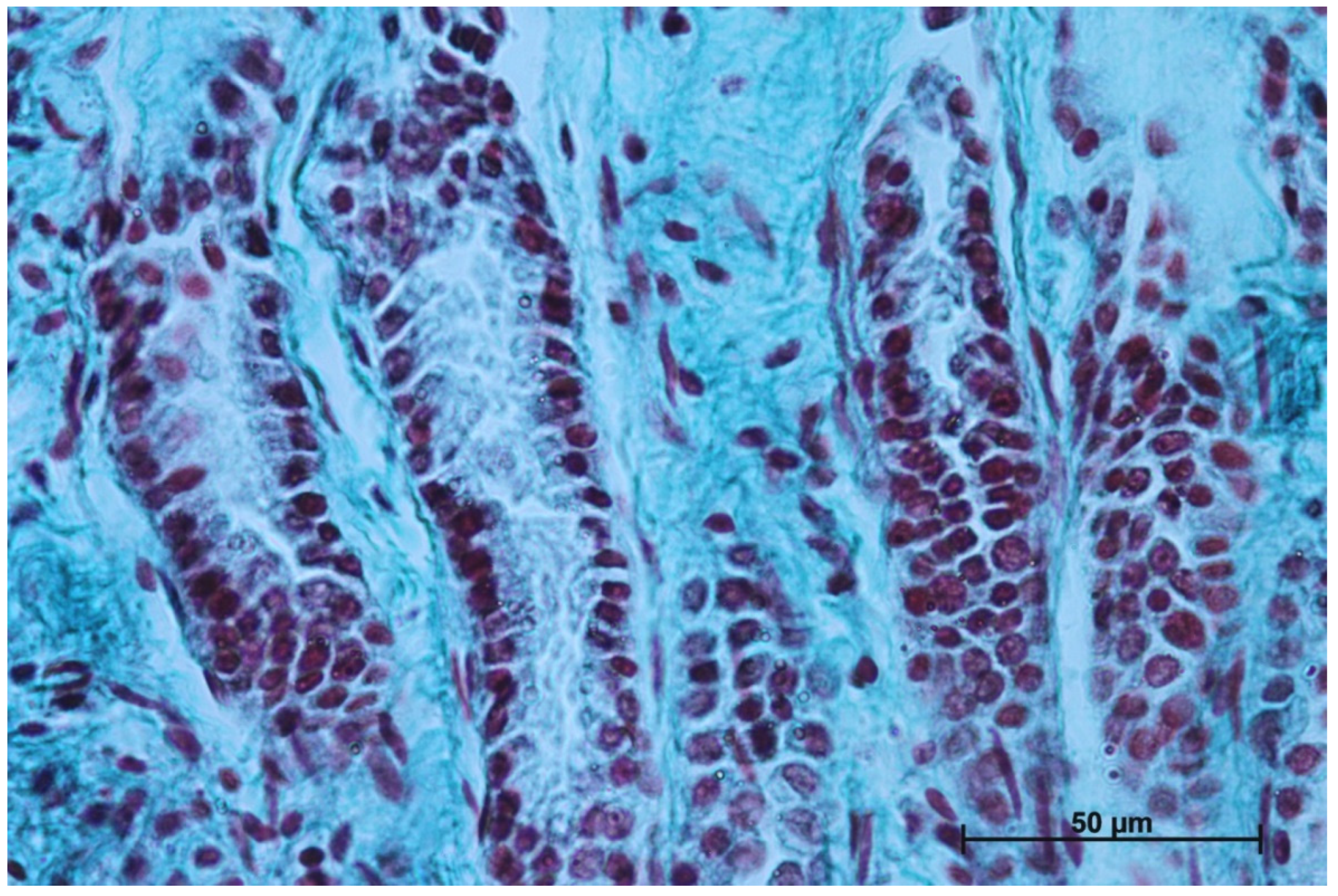 Animals 12 03047 g011 Animals 12 03047 g011