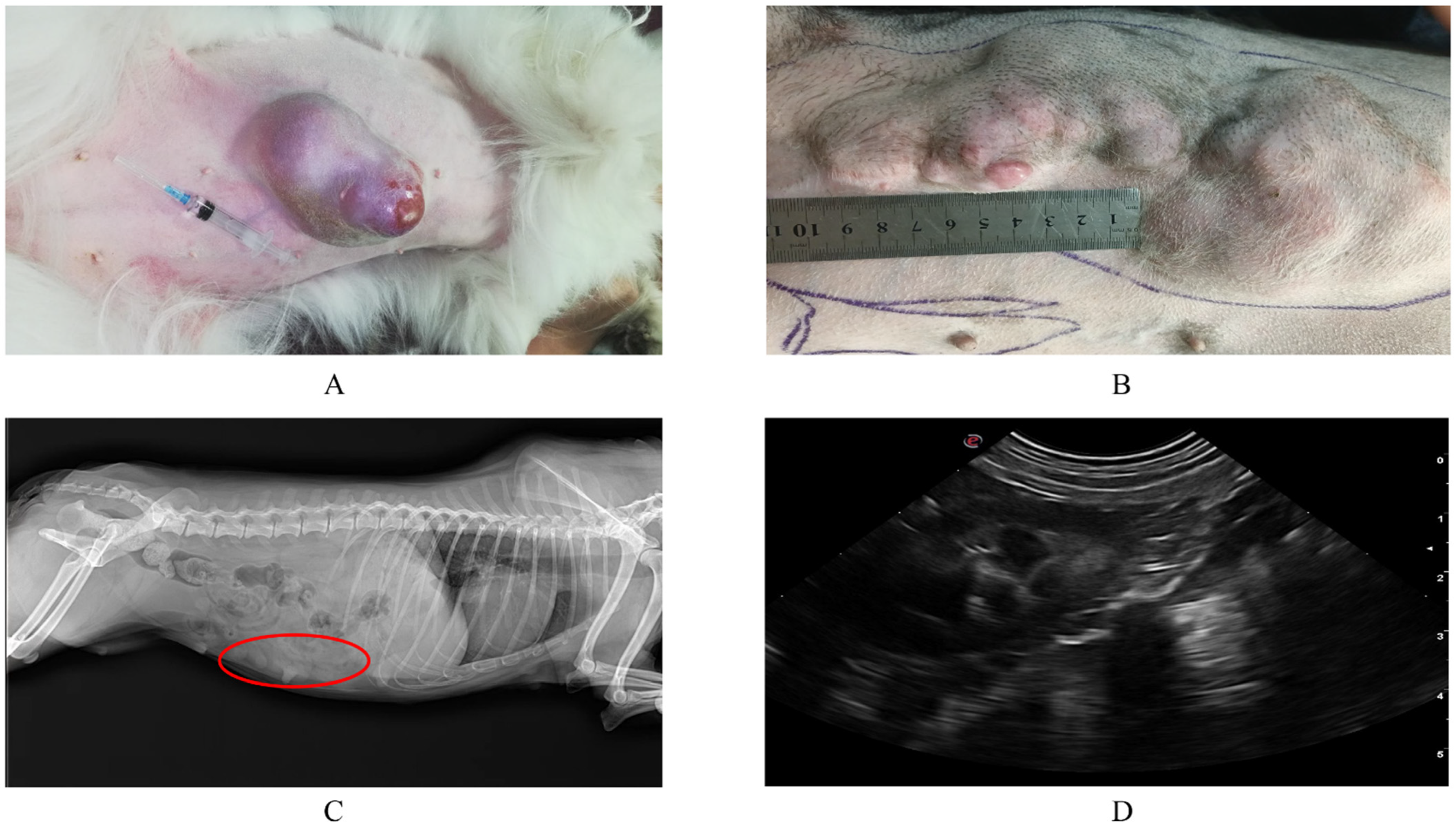 Animals | Free Full-Text | The Analysis of E-Cadherin, N-Cadherin,  Vimentin, HER-2, CEA, CA15-3 and SF Expression in the Diagnosis of Canine  Mammary Tumors