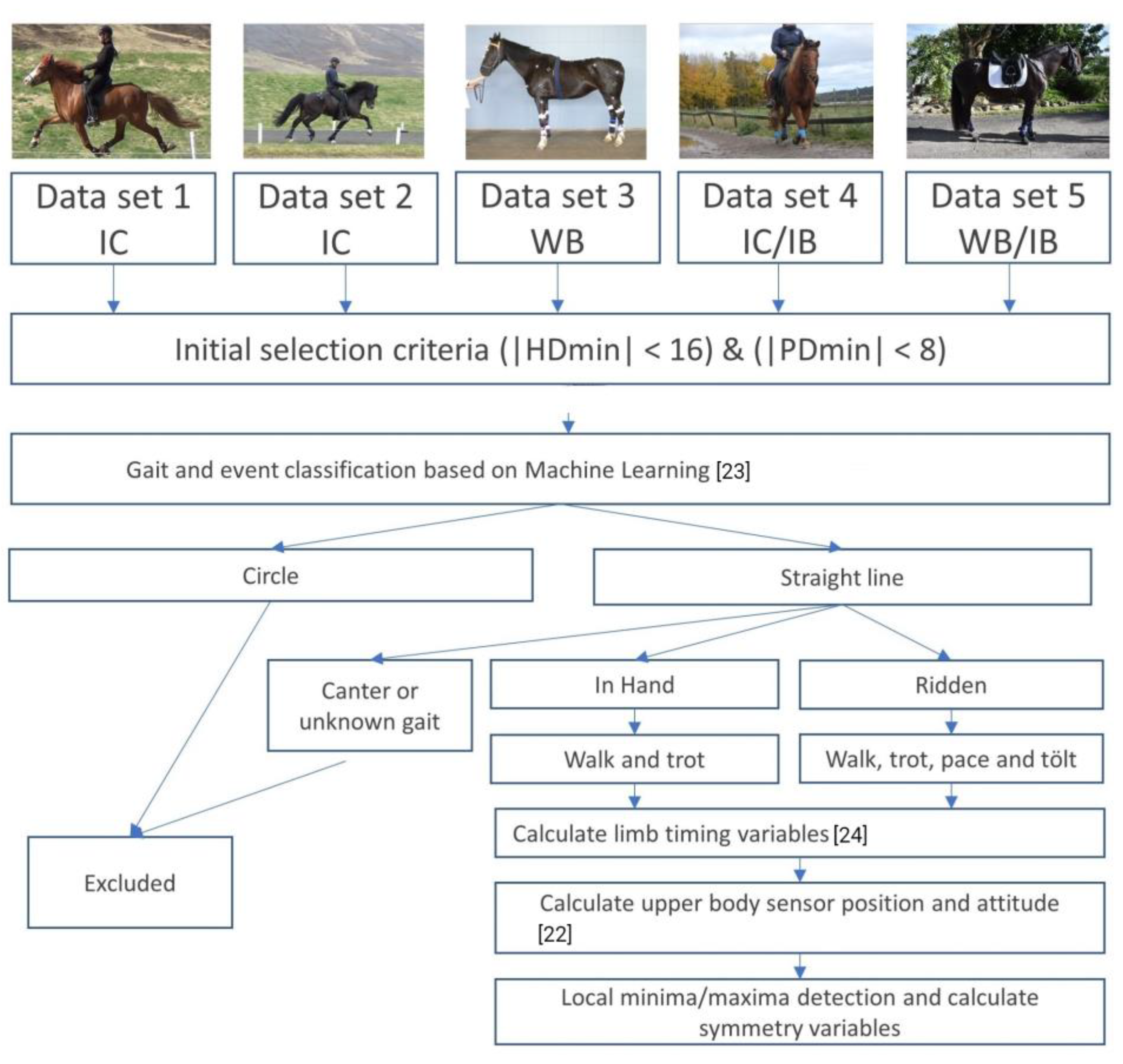 Animals | Free Full-Text | Timing of Vertical Head, Withers and Pelvis  Movements Relative to the Footfalls in Different Equine Gaits and Breeds