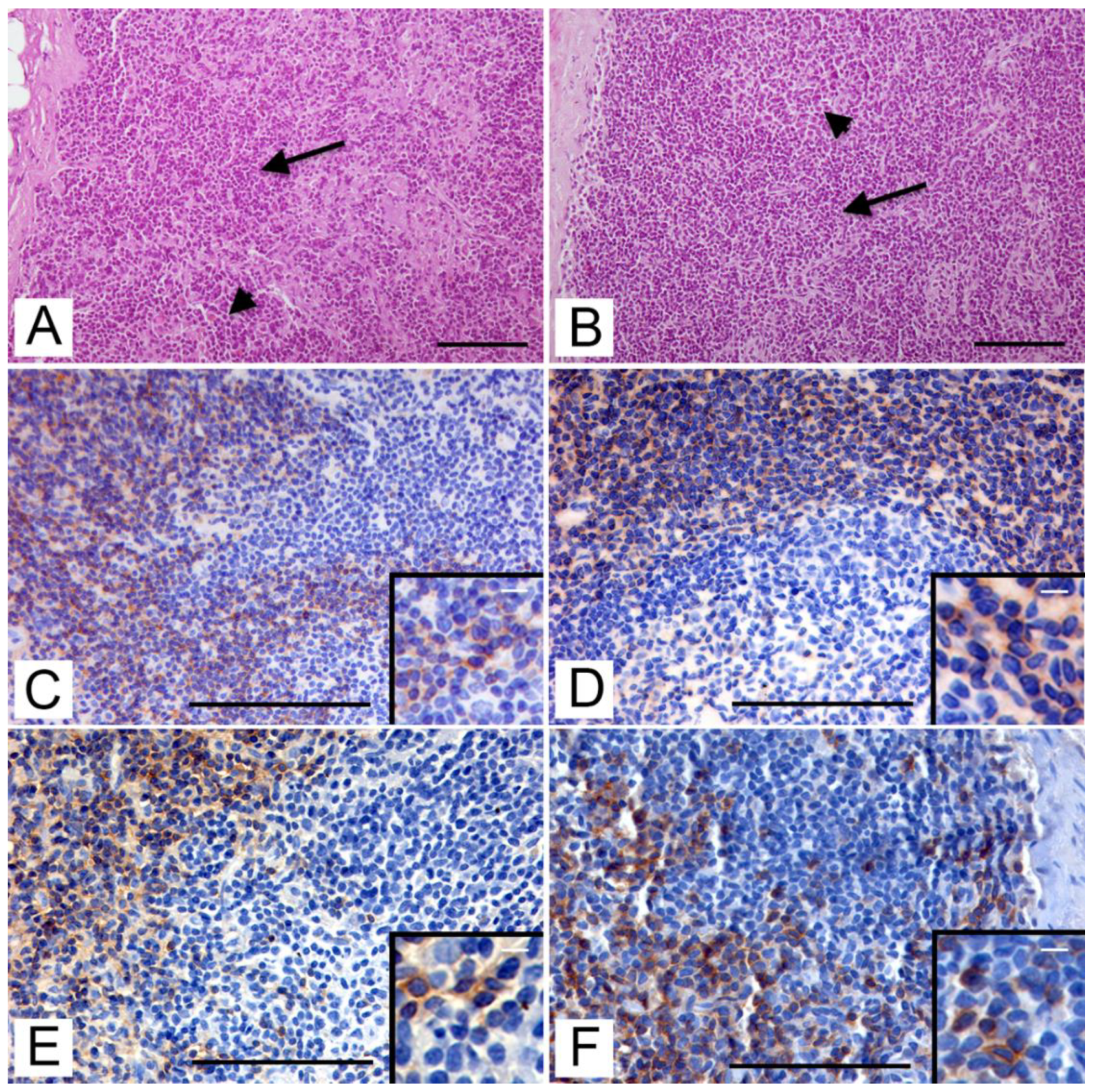 Animals 12 03064 g002