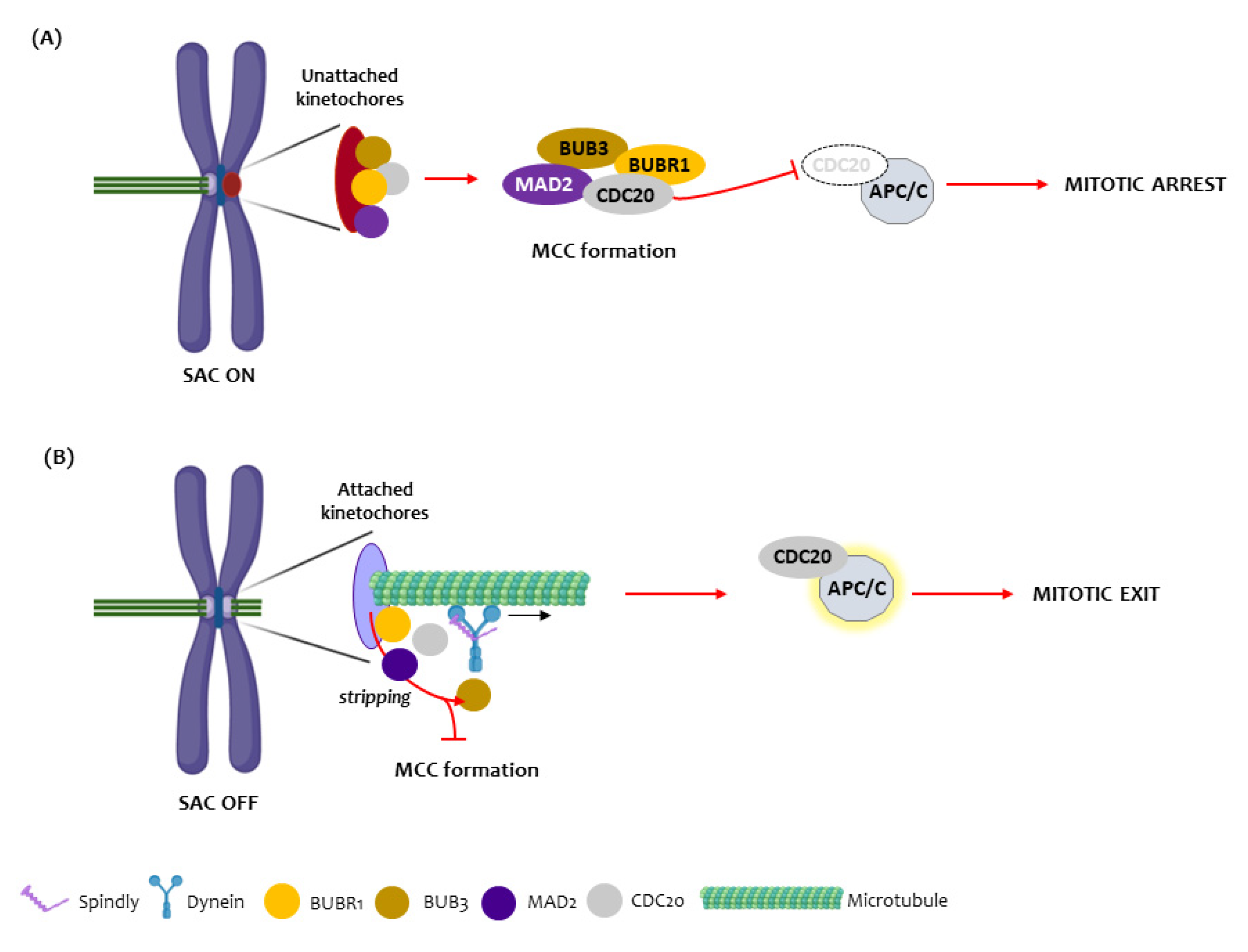 Animals 12 03082 g001 Animals 12 03082 g001