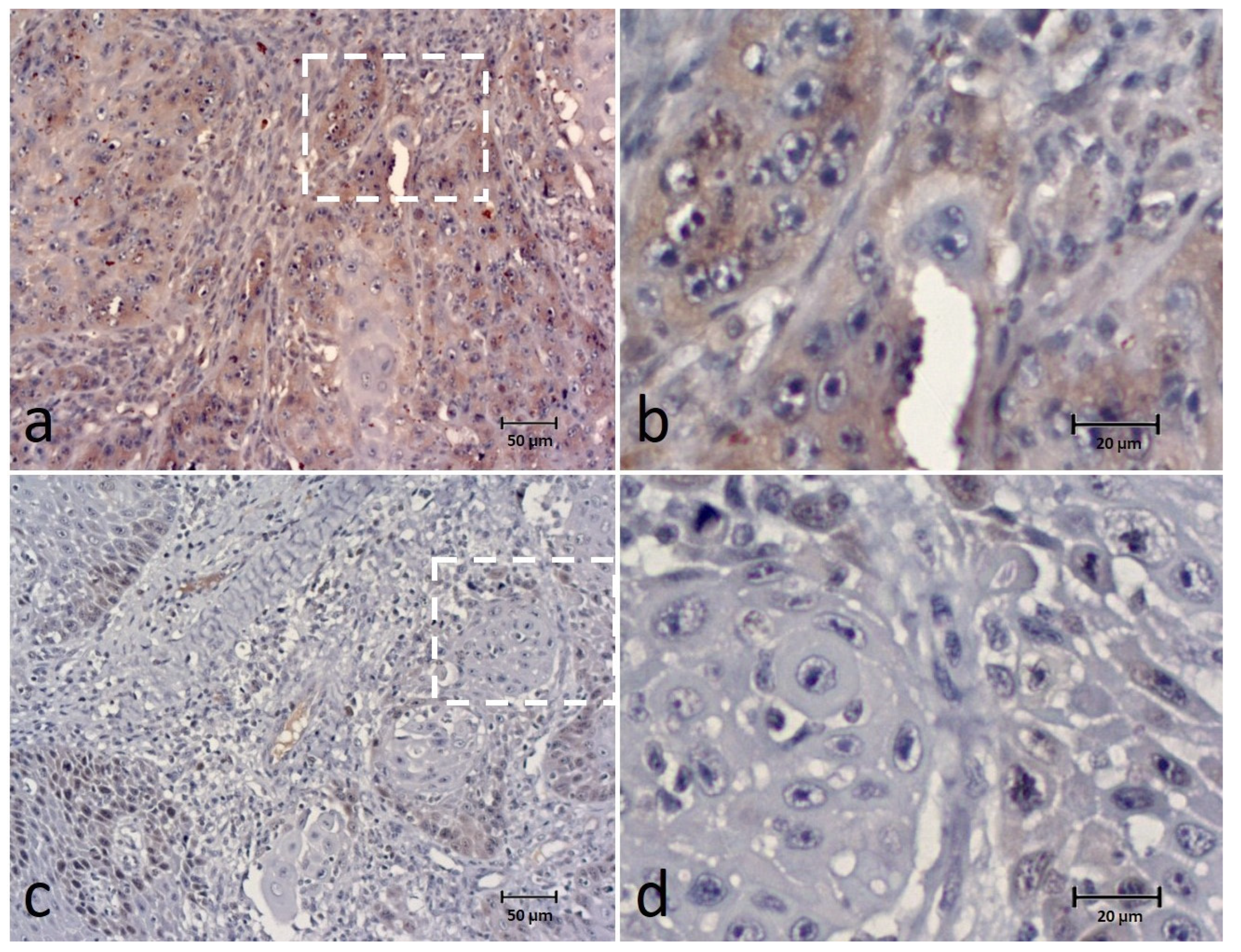 Animals 12 03082 g004 Animals 12 03082 g004