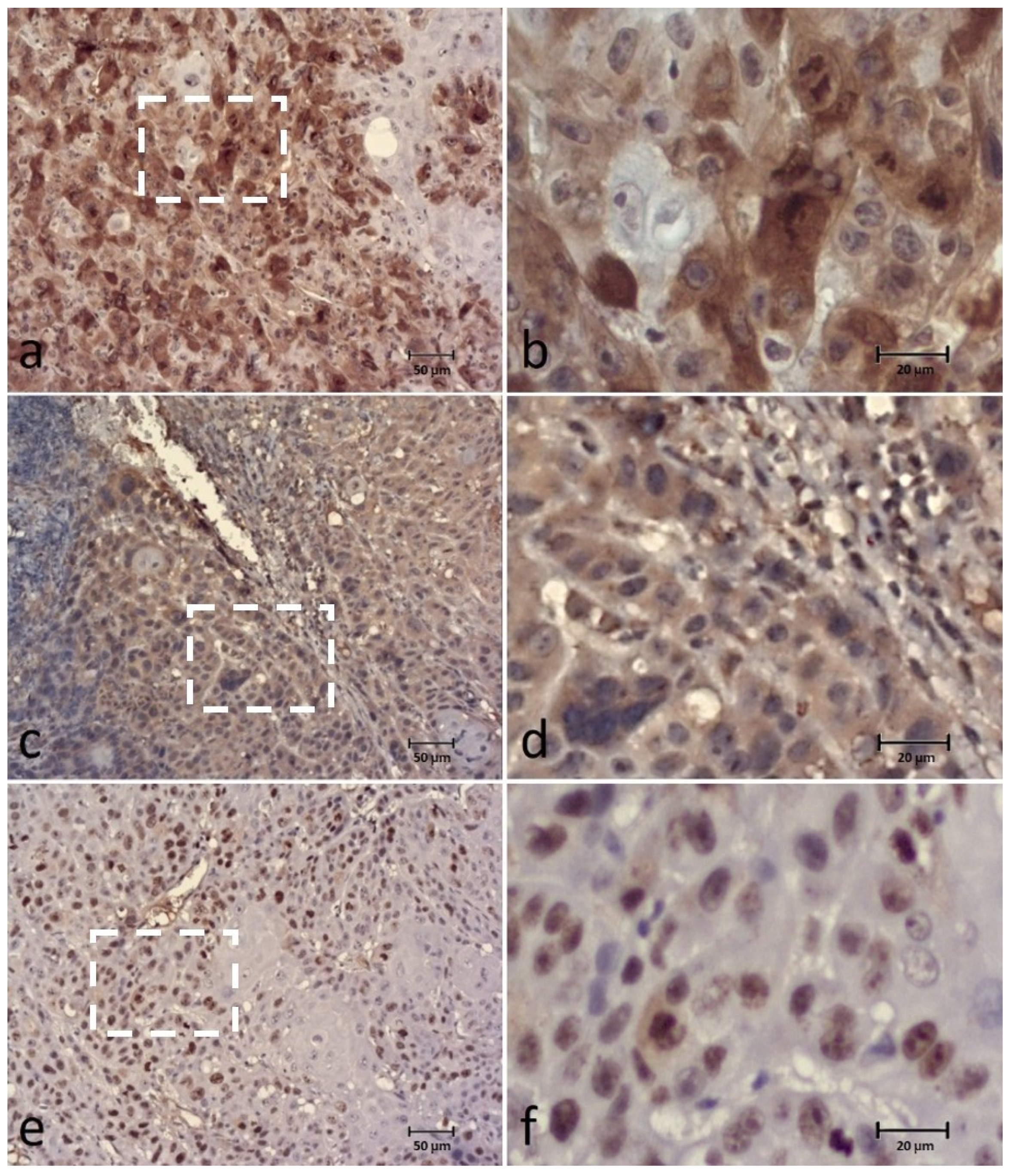 Animals 12 03082 g006 Animals 12 03082 g006