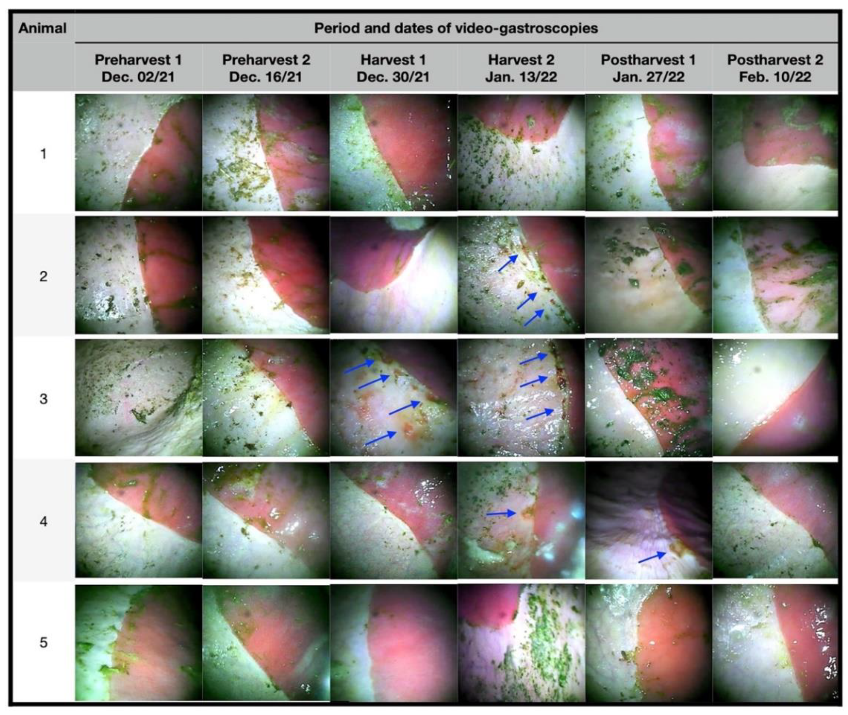 Animals 12 03084 g002