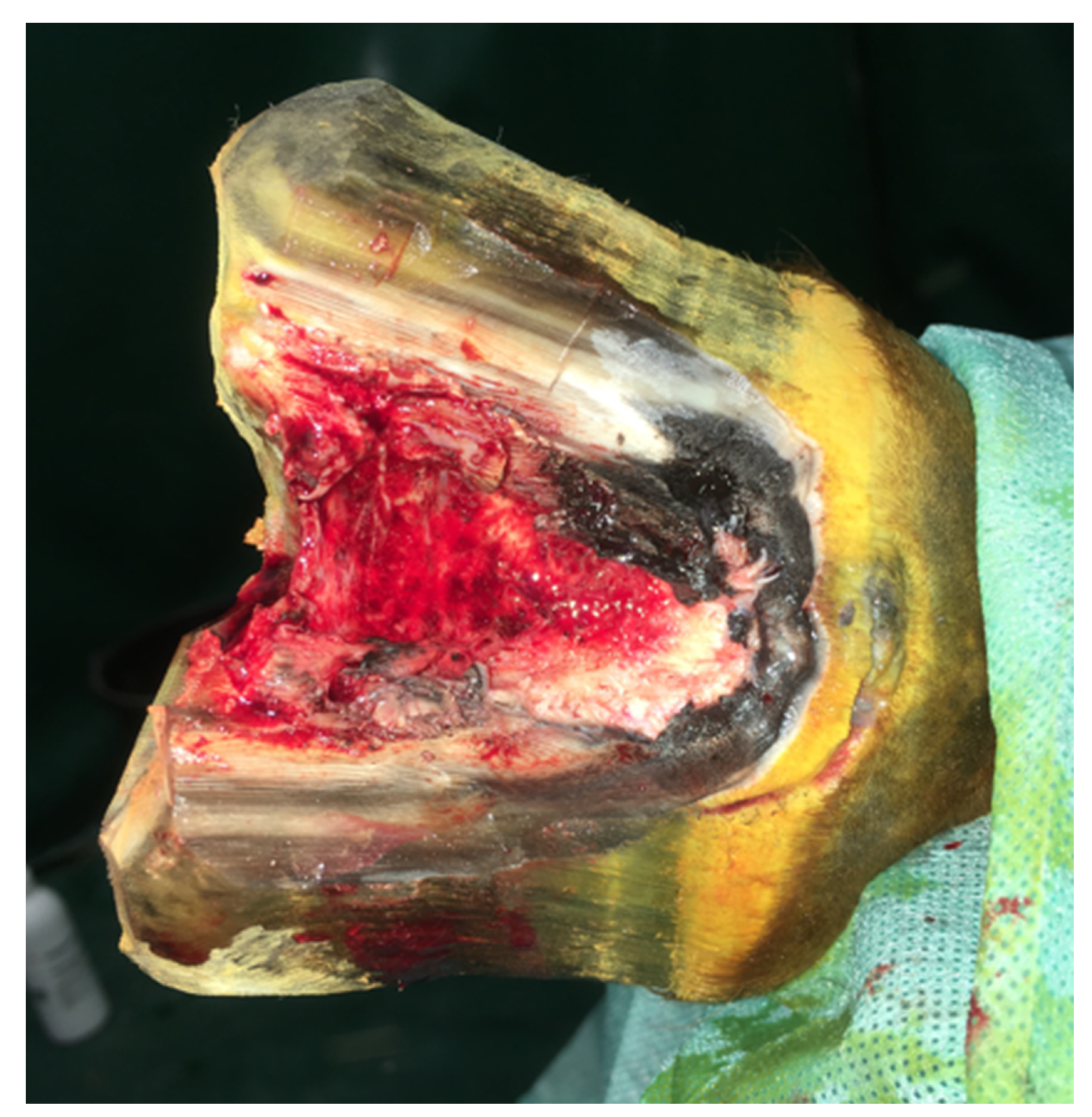 Animals 12 03090 g004 Animals 12 03090 g004