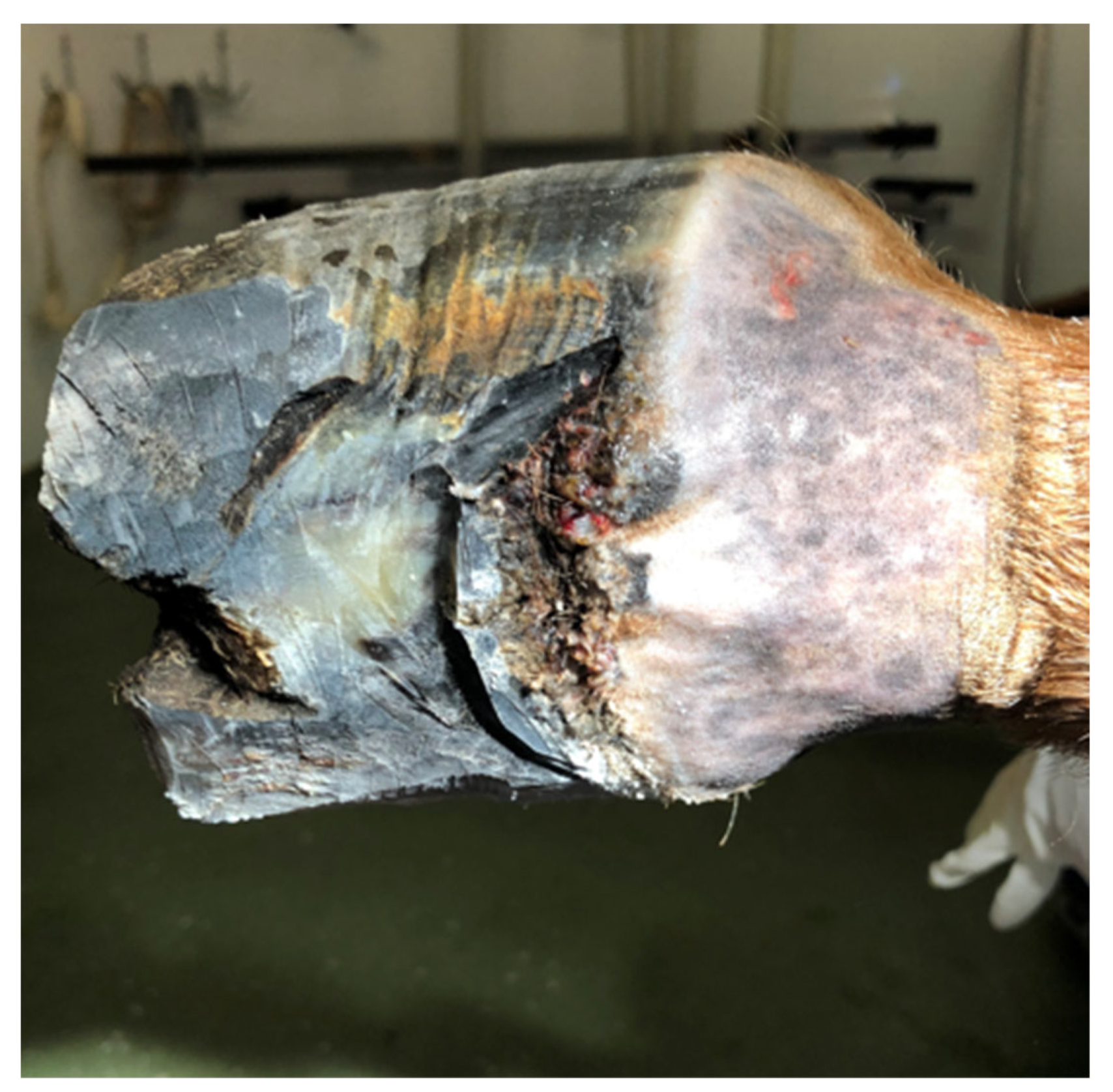 Animals 12 03090 g008 Animals 12 03090 g008