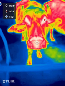 Animals 12 03115 i001