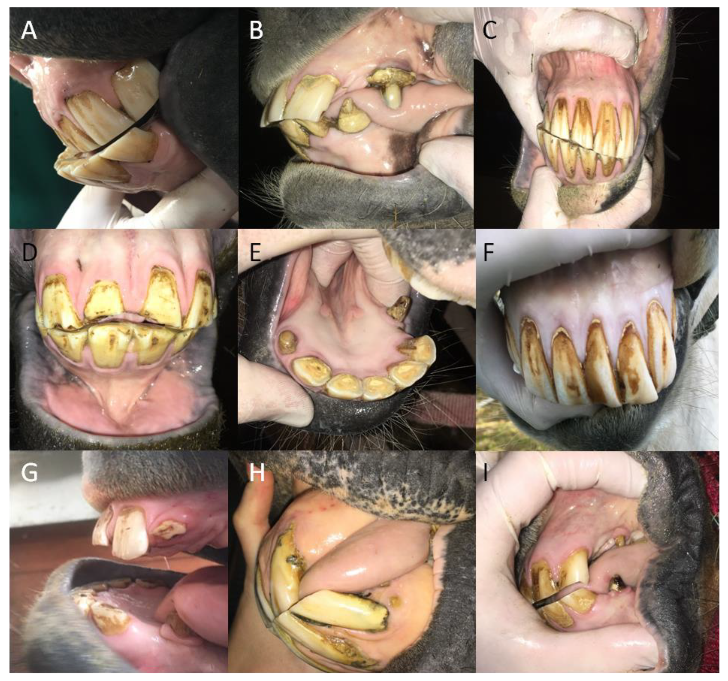 Animals 12 03120 g003