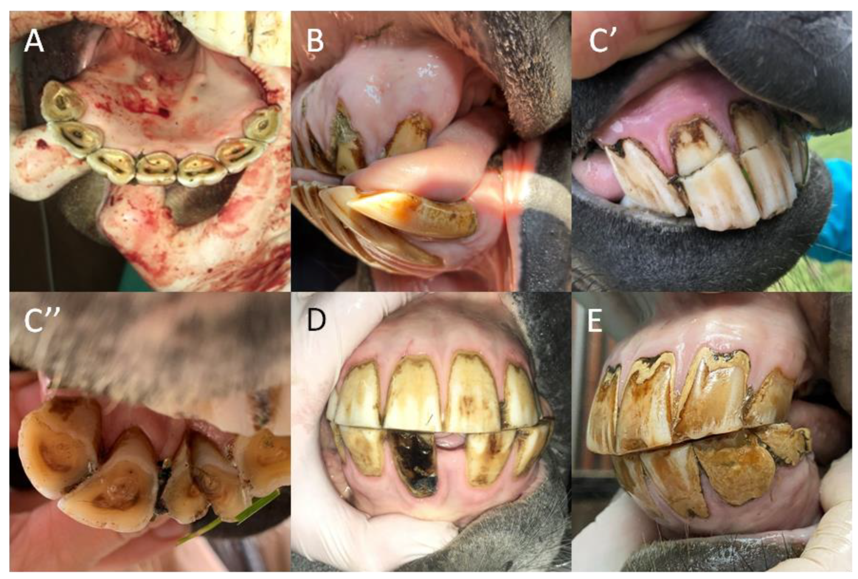 Animals 12 03120 g004