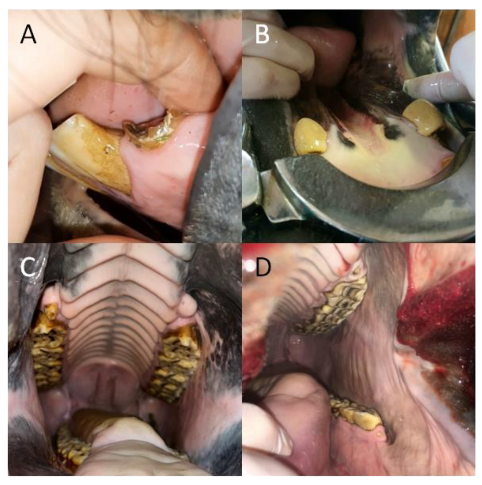 Animals 12 03120 g005