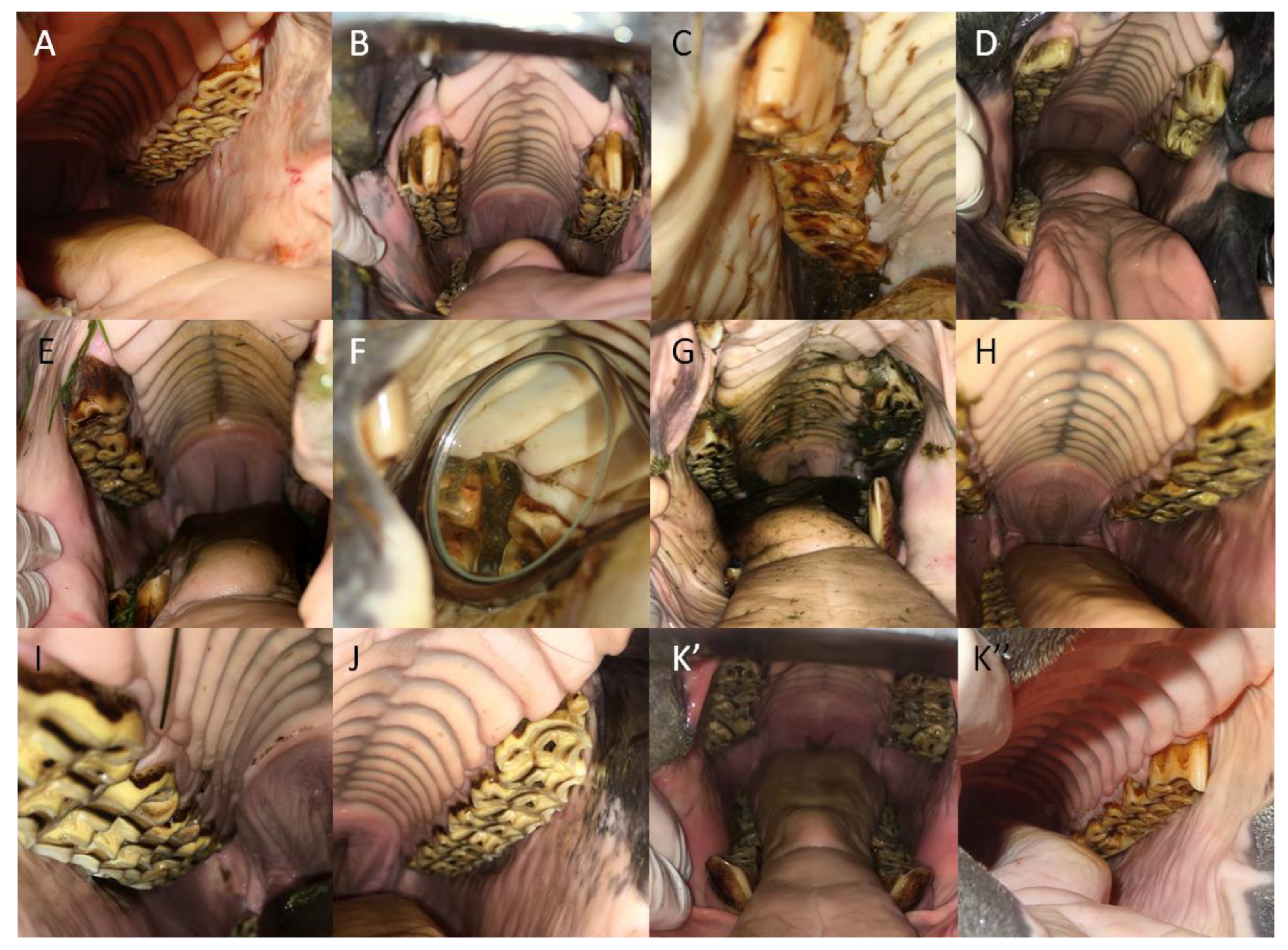 Animals 12 03120 g006