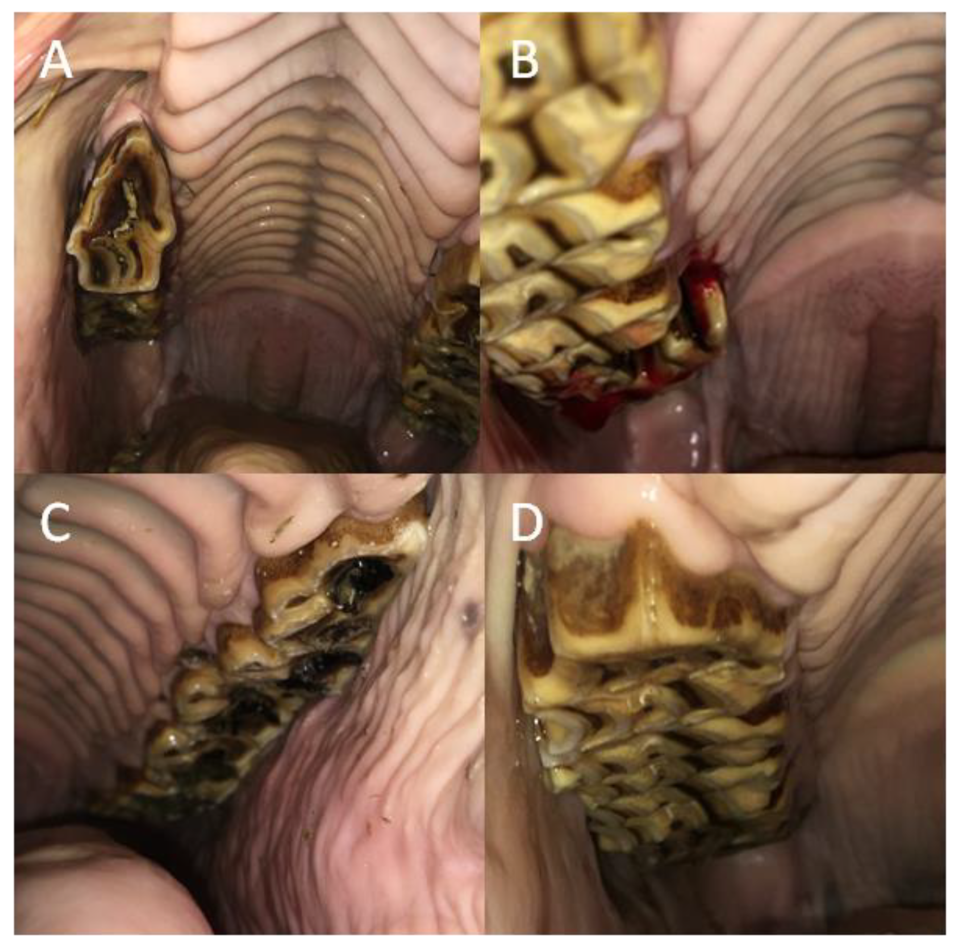 Animals 12 03120 g007