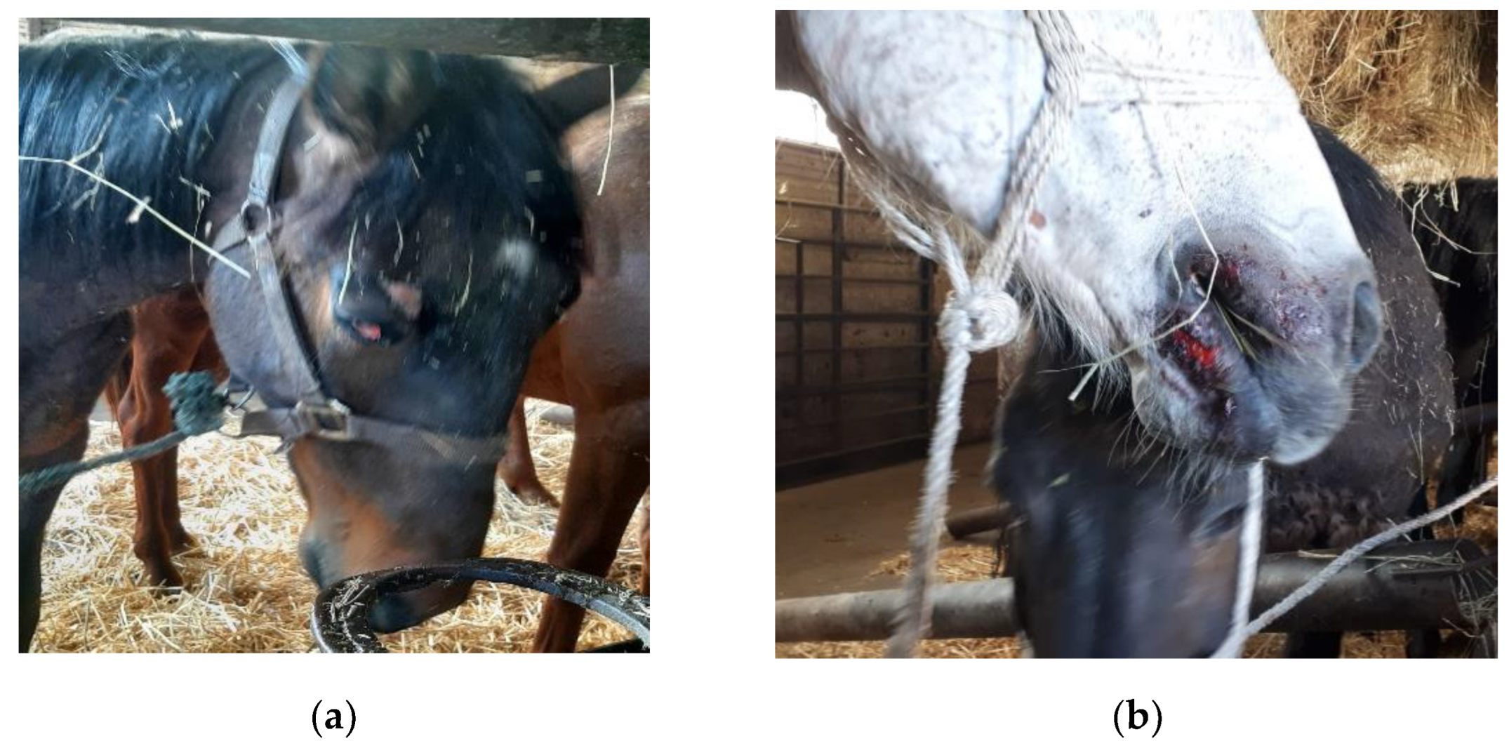 Animals 12 03122 g002 Animals 12 03122 g002