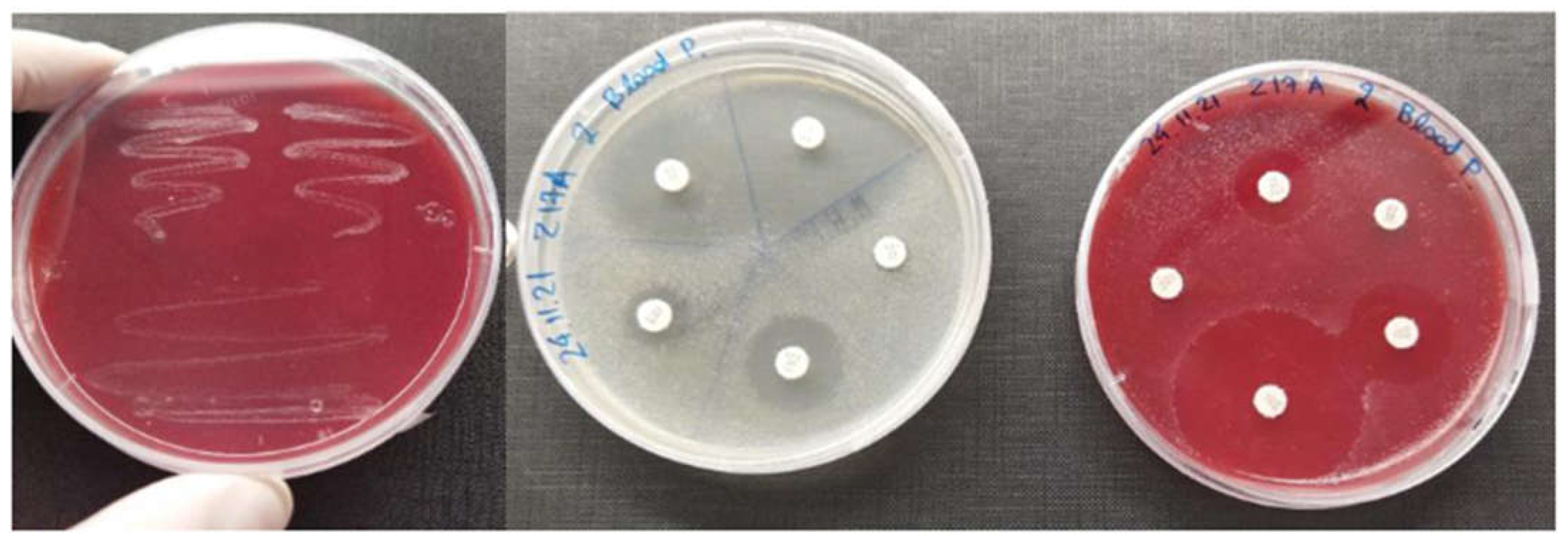 Animals 12 03133 g001 Animals 12 03133 g001