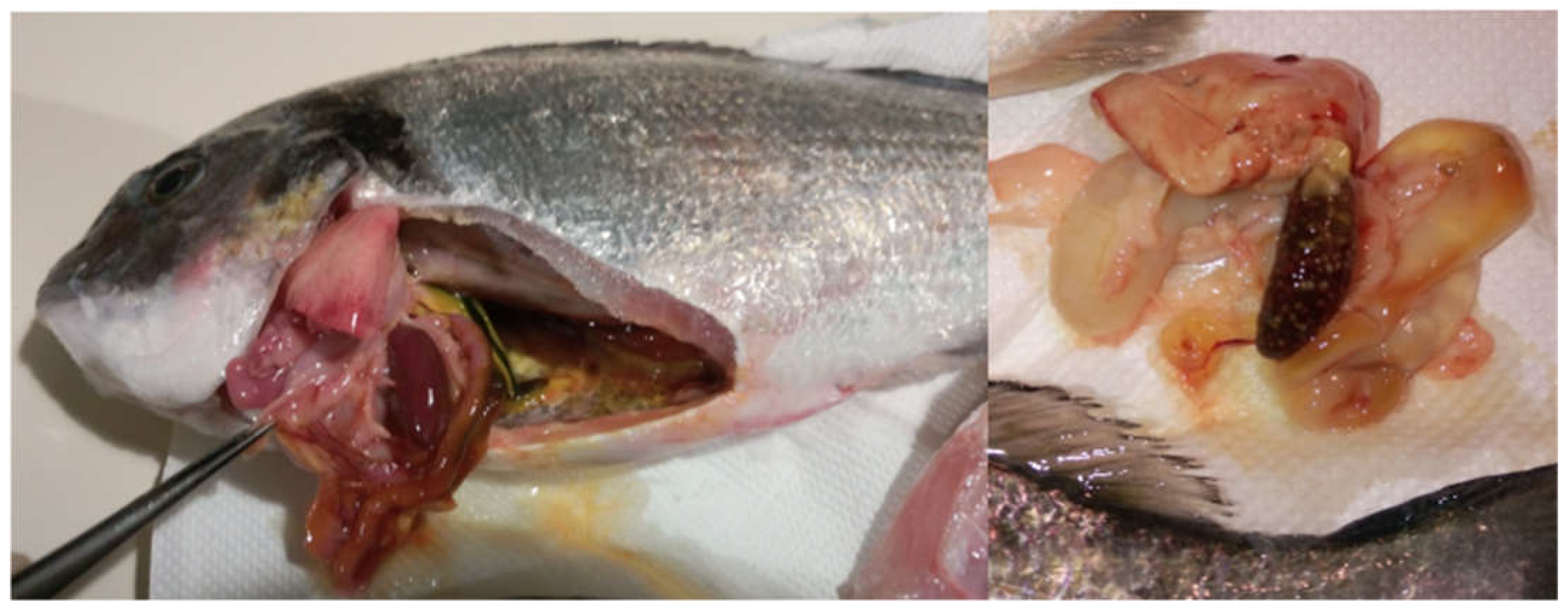 Animals 12 03133 g002 Animals 12 03133 g002