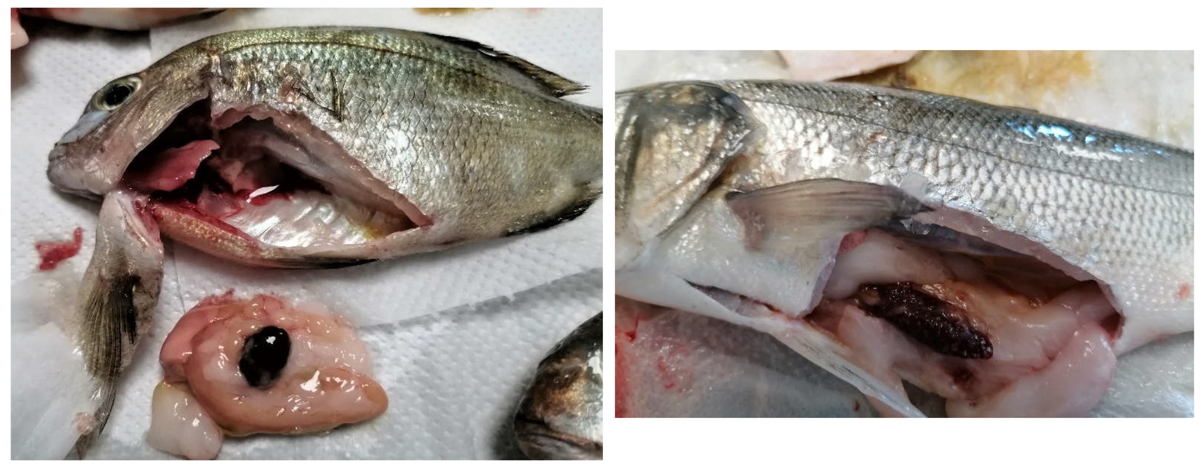 Animals 12 03133 g003 Animals 12 03133 g003