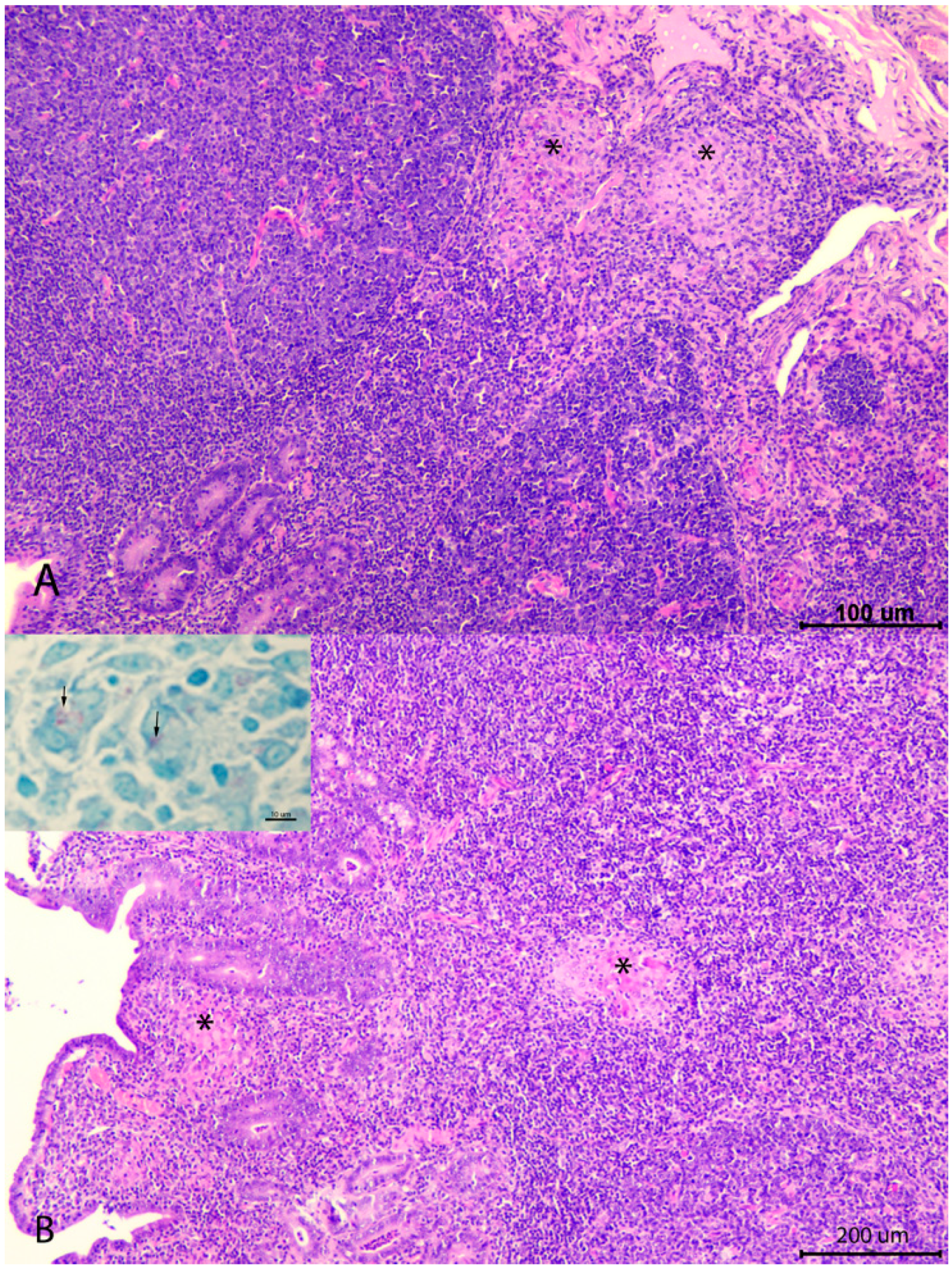 Animals 12 03135 g002