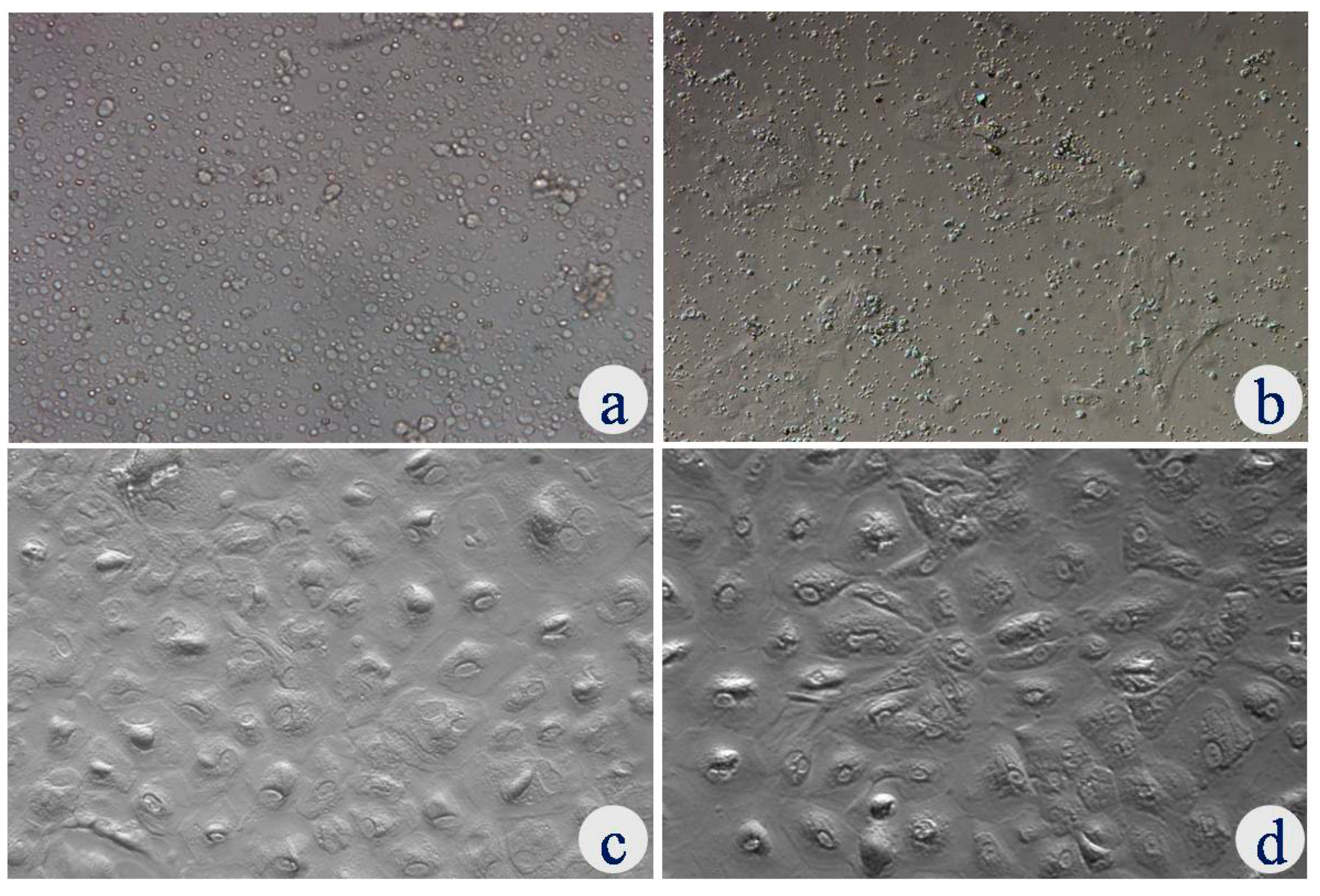 Animals 12 03138 g001 Animals 12 03138 g001