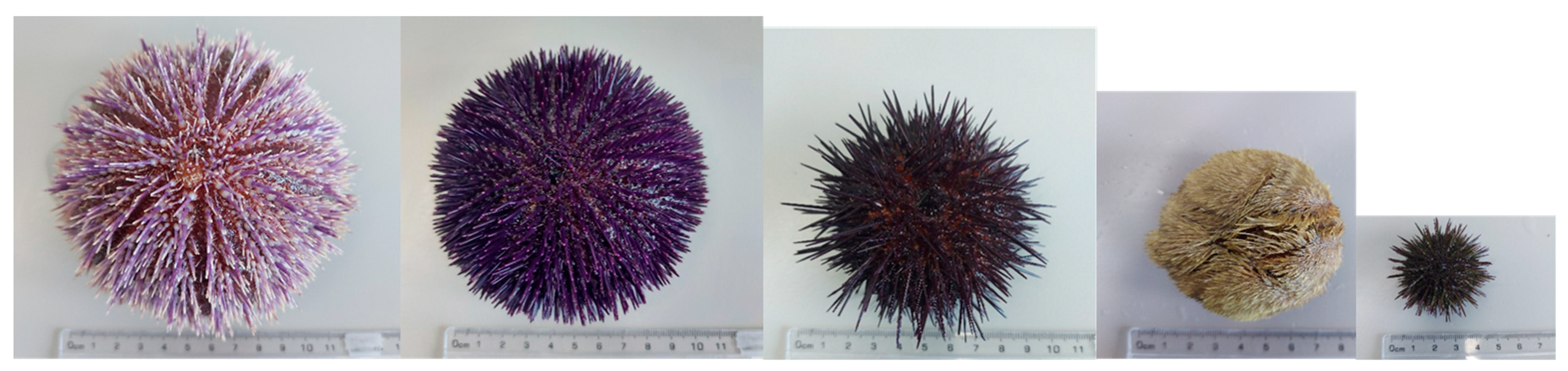 Animals 12 03161 g001