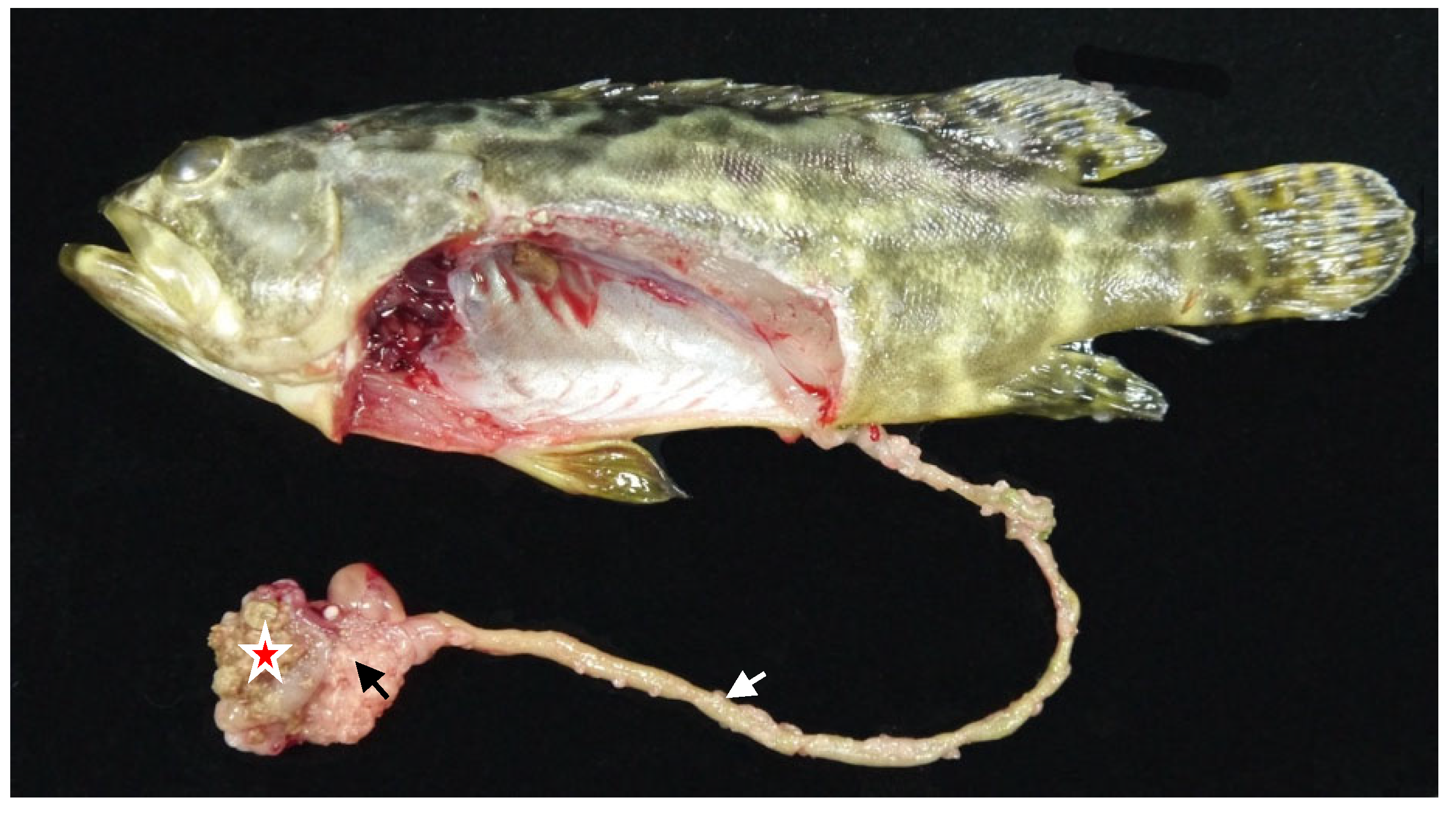 Animals 12 03172 g002