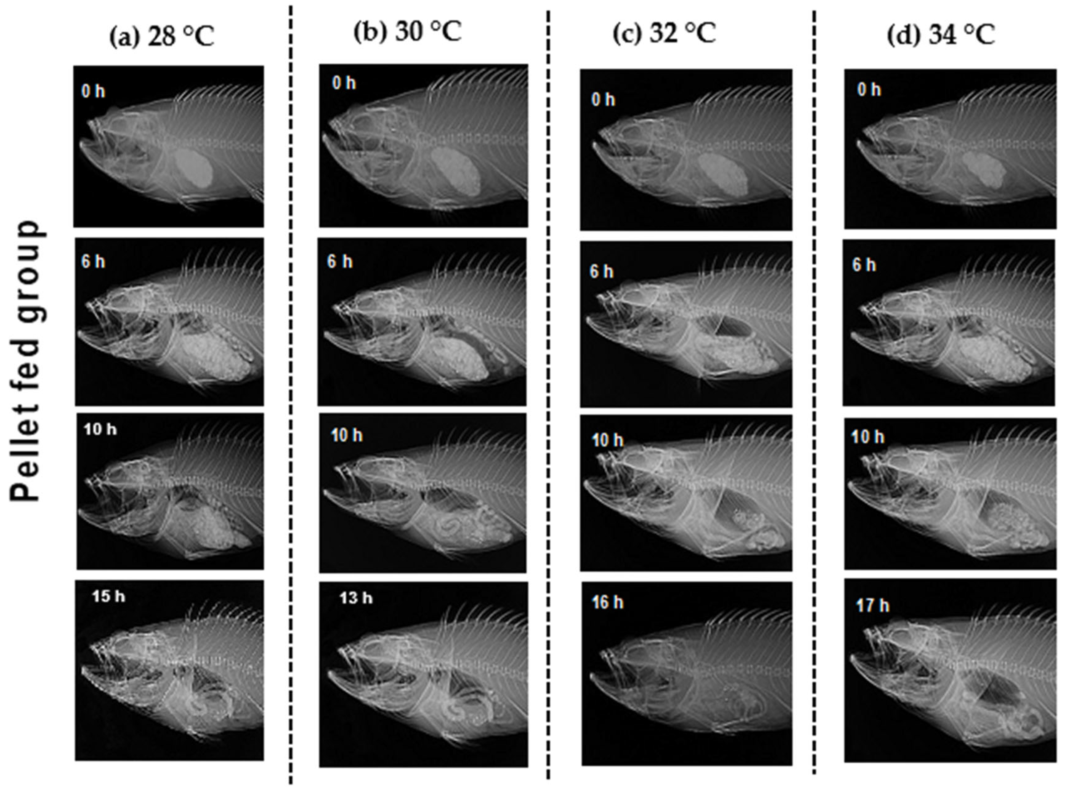 Animals 12 03172 g005