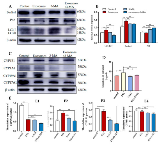 Exosomes Derived from Yak Follicular Fluid Increase 2-Hydroxyestradiol ...