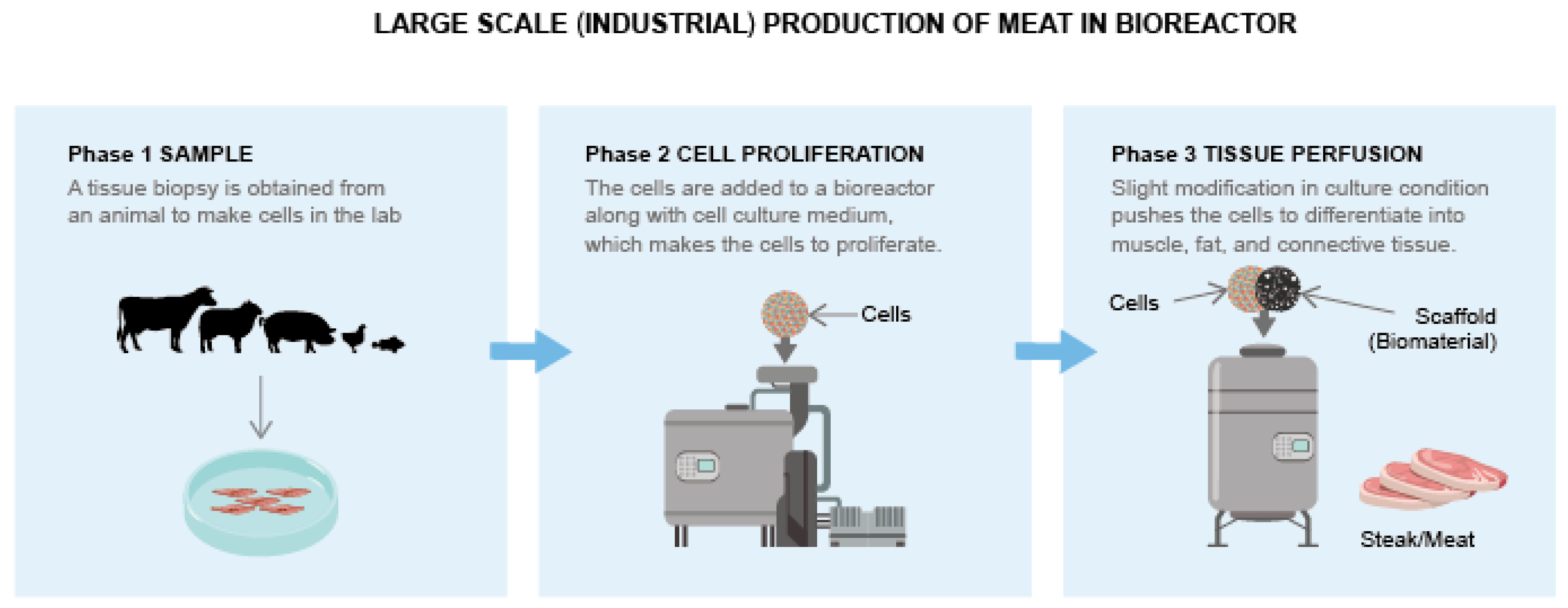 Animals | Free Full-Text | iPSC Technology: An Innovative Tool for  Developing Clean Meat, Livestock, and Frozen Ark