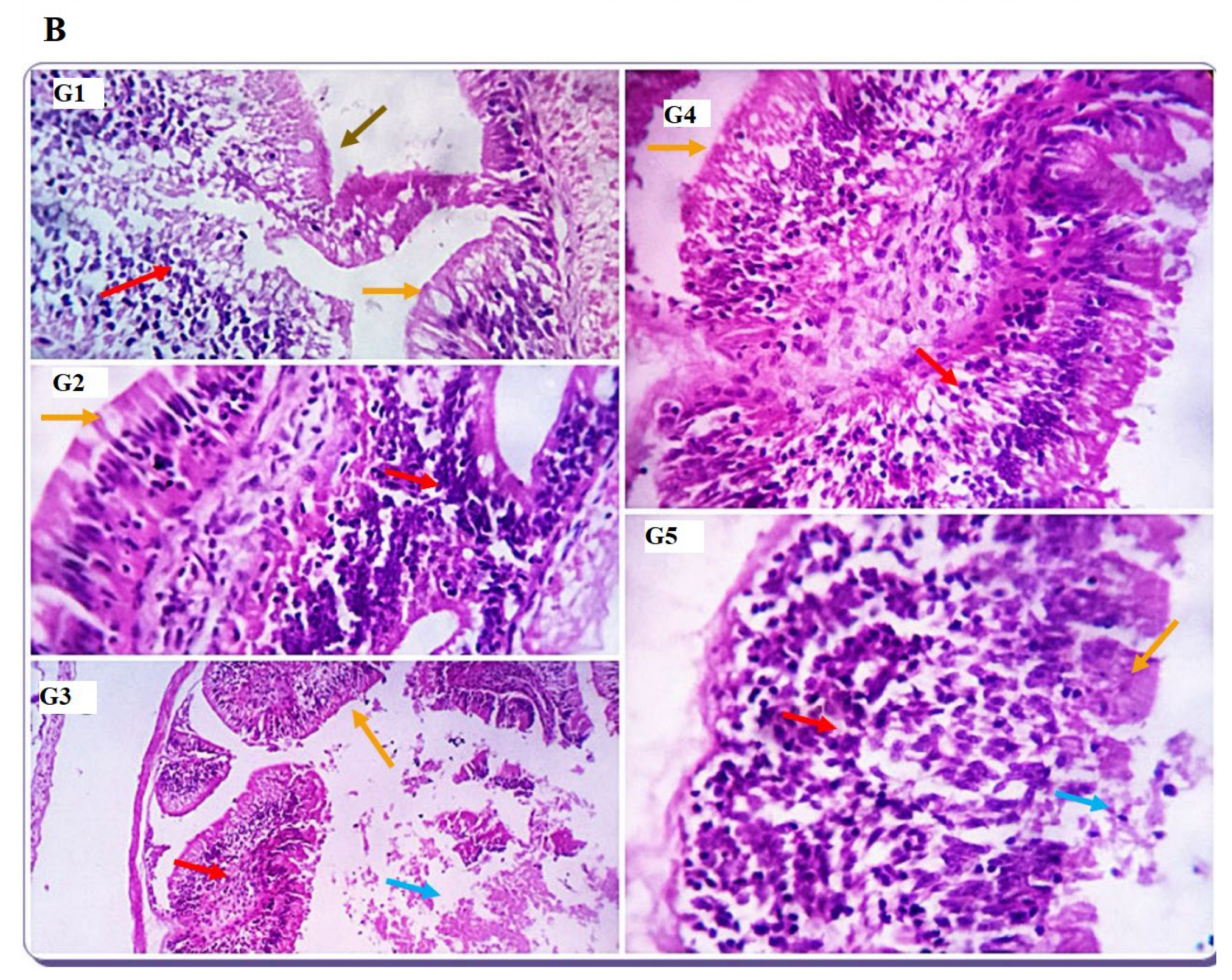 Animals 12 03206 g004b