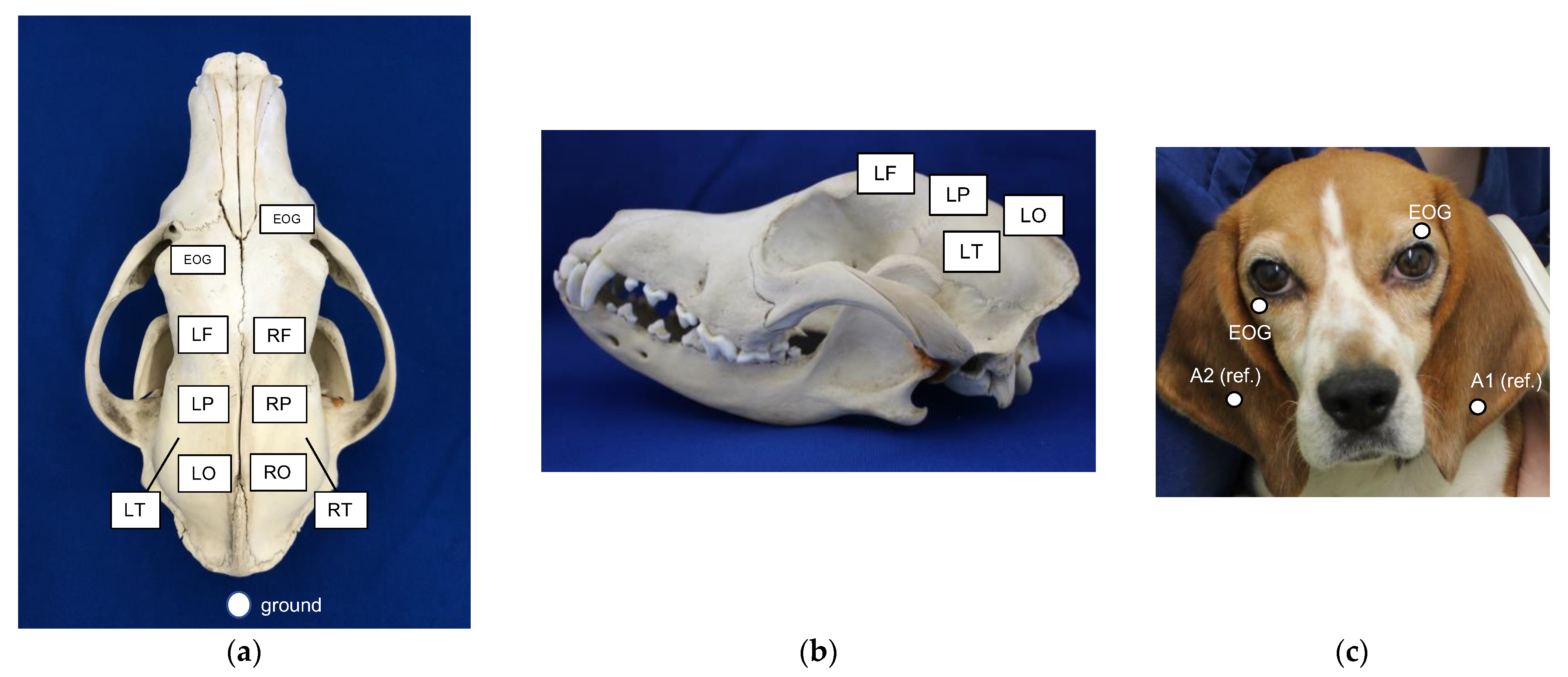 Animals Free Full-Text The Potential of Bemegride as an Activation Agent in Electroencephalography in Dogs