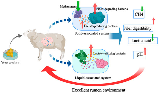 Yeast Products Mediated Ruminal Subenvironmental Microbiota, and ...
