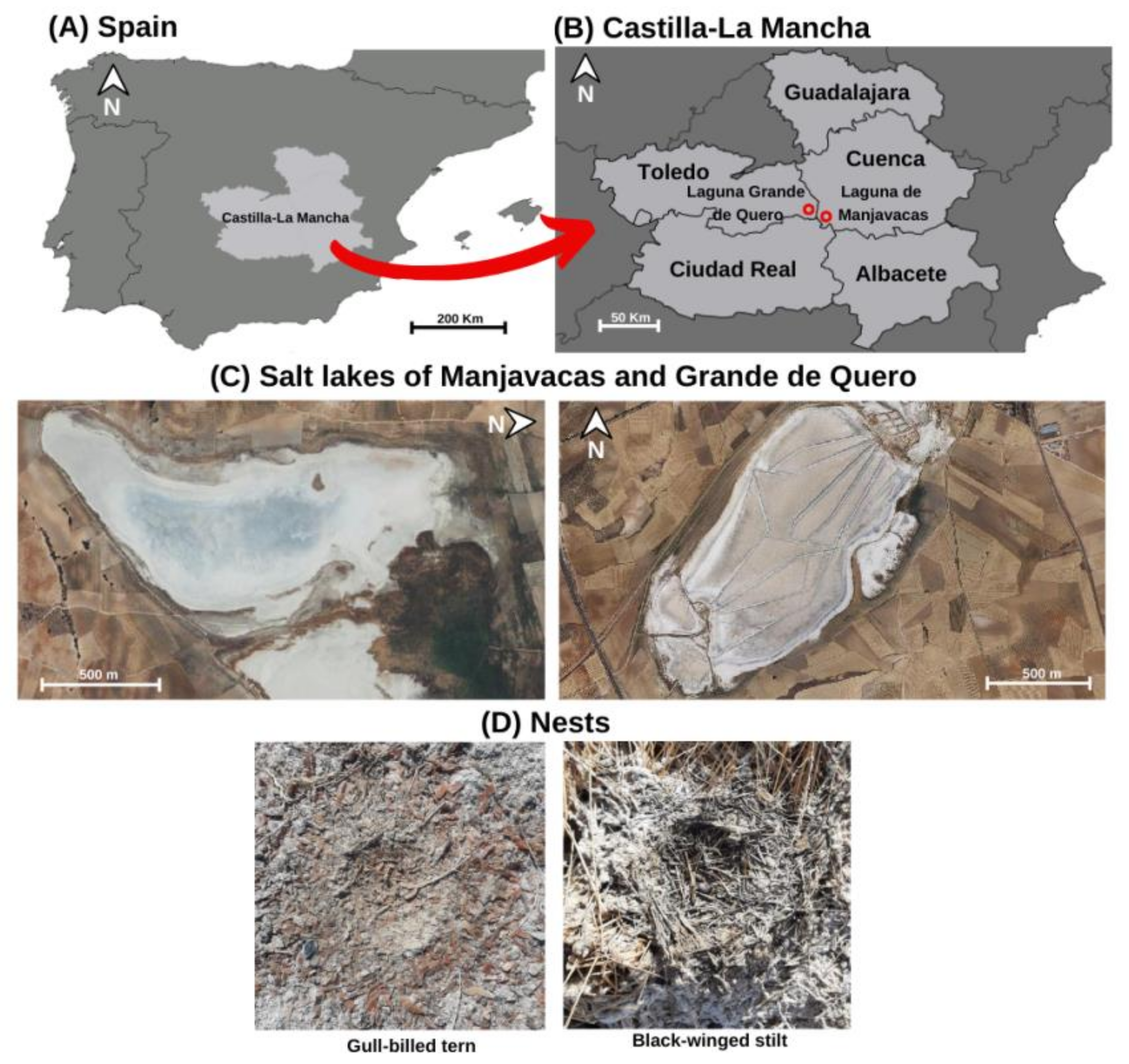 Animals 12 03222 g001