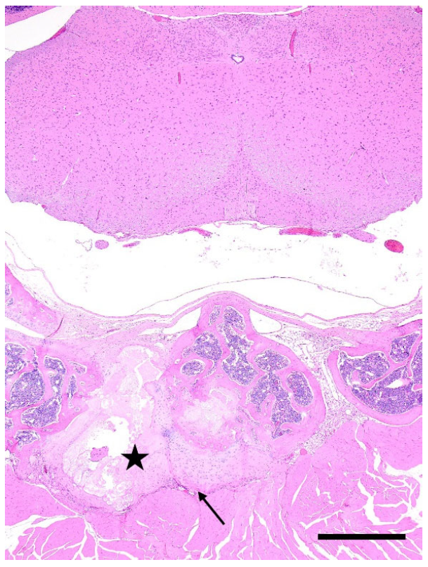 Animals 12 03234 g002 Animals 12 03234 g002