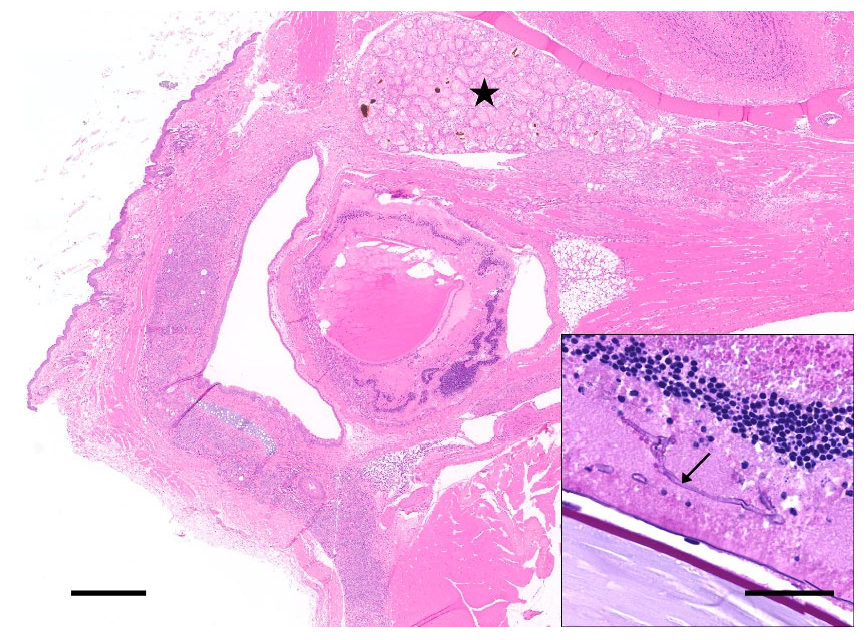 Animals 12 03234 g004 Animals 12 03234 g004