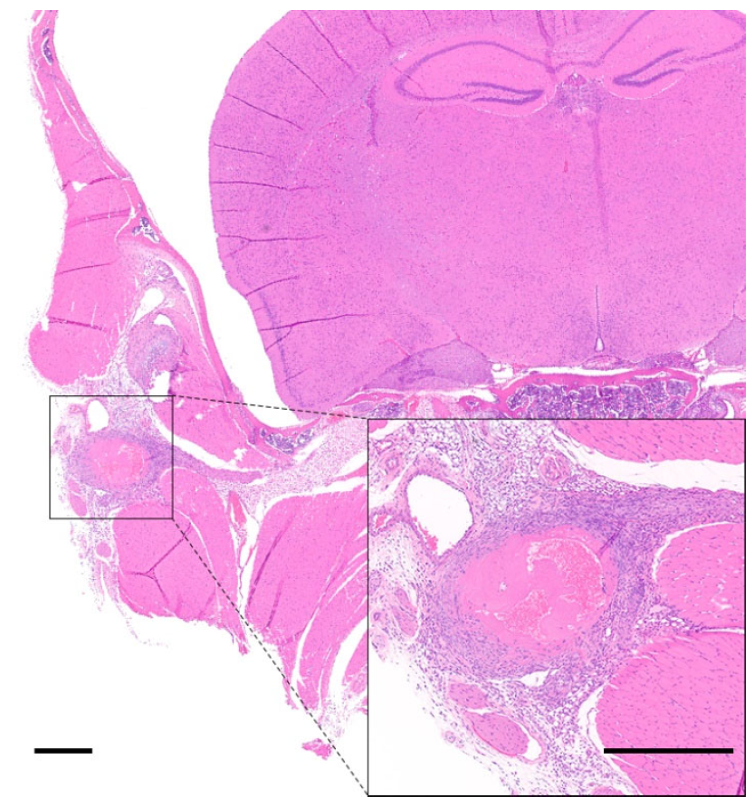 Animals 12 03234 g005 Animals 12 03234 g005