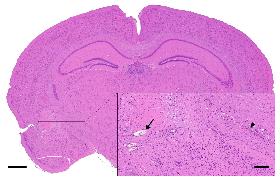 Animals 12 03234 g006 Animals 12 03234 g006