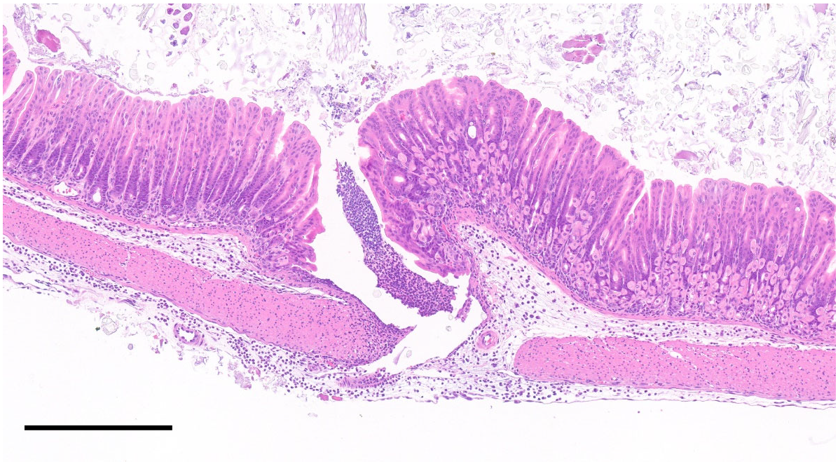 Animals 12 03234 g007 Animals 12 03234 g007