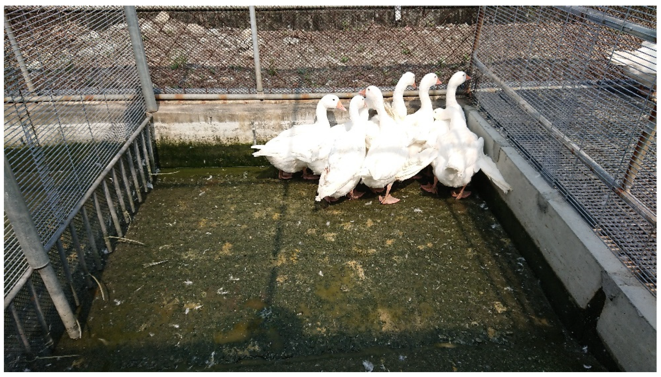 Animals 12 03273 g002 Animals 12 03273 g002